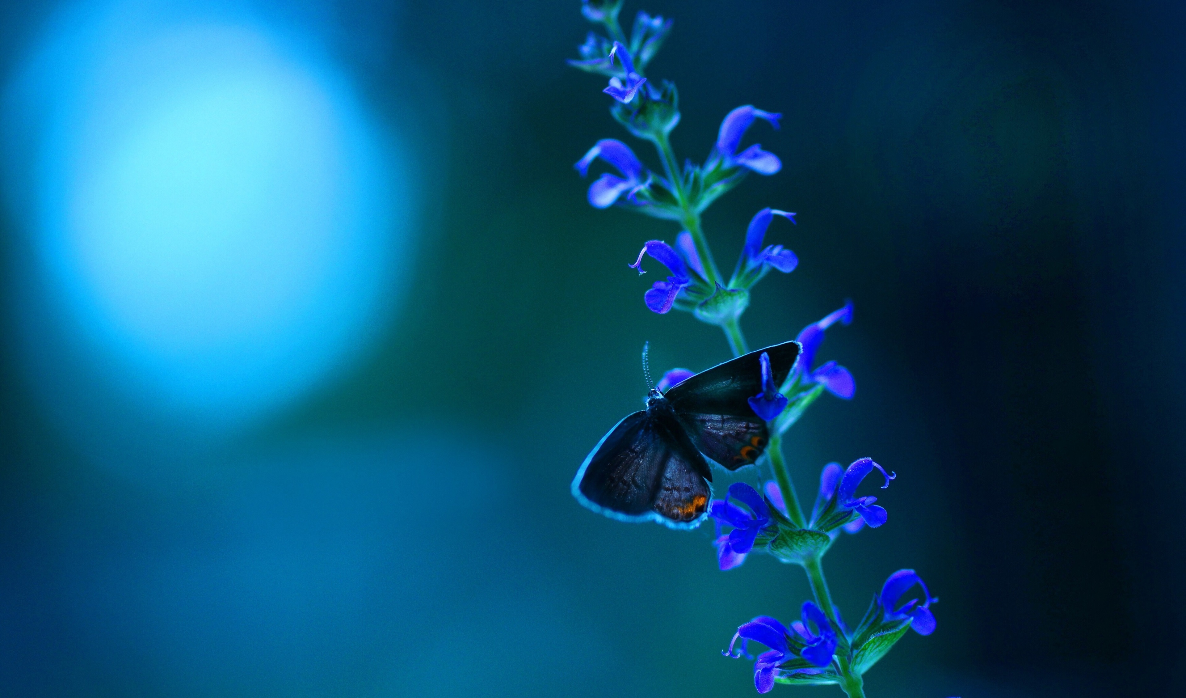 Butterfly on blue flowers 4K HD Wallpaper
