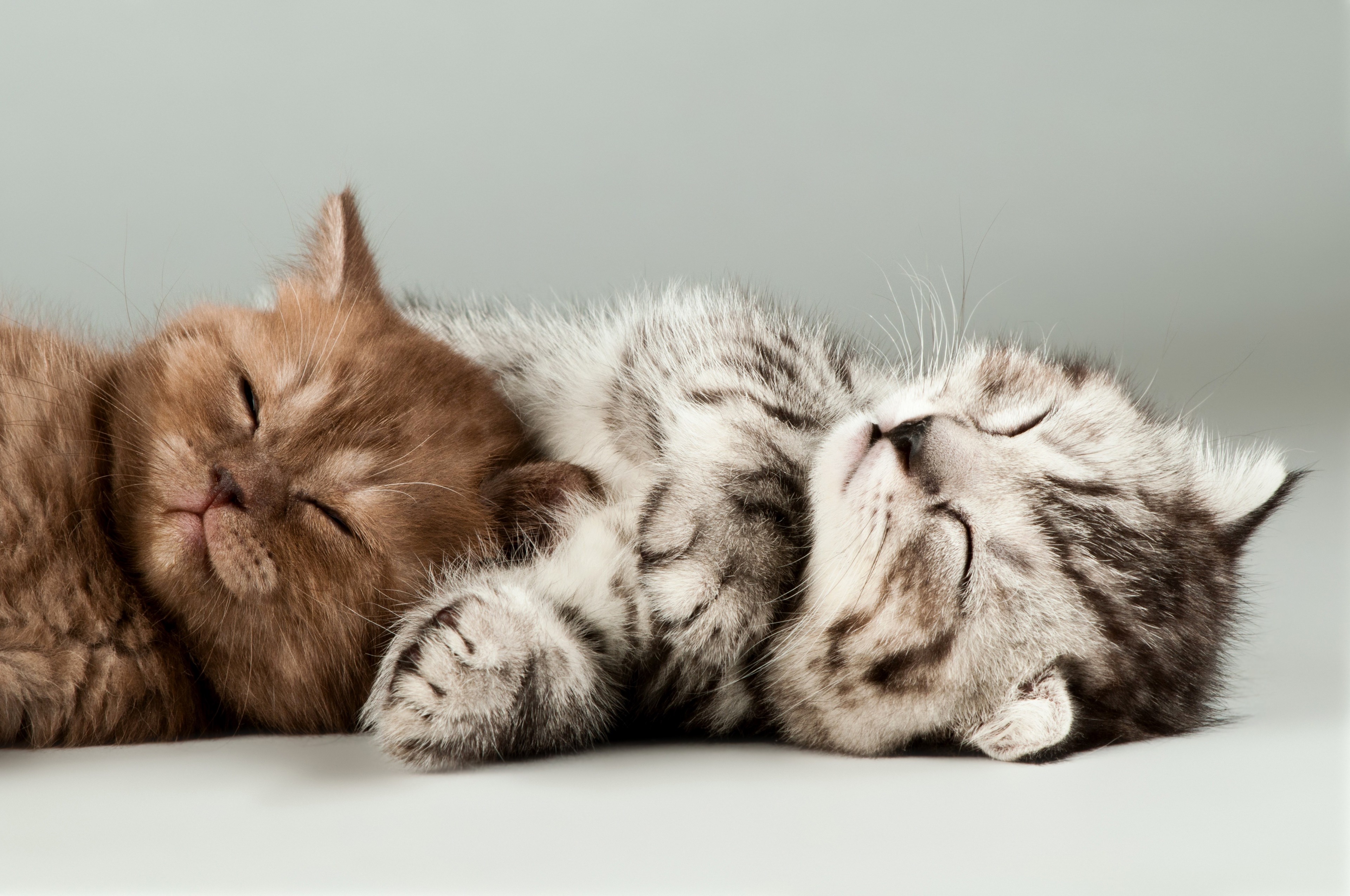 Two cute kittens sleeping HD Wallpaper