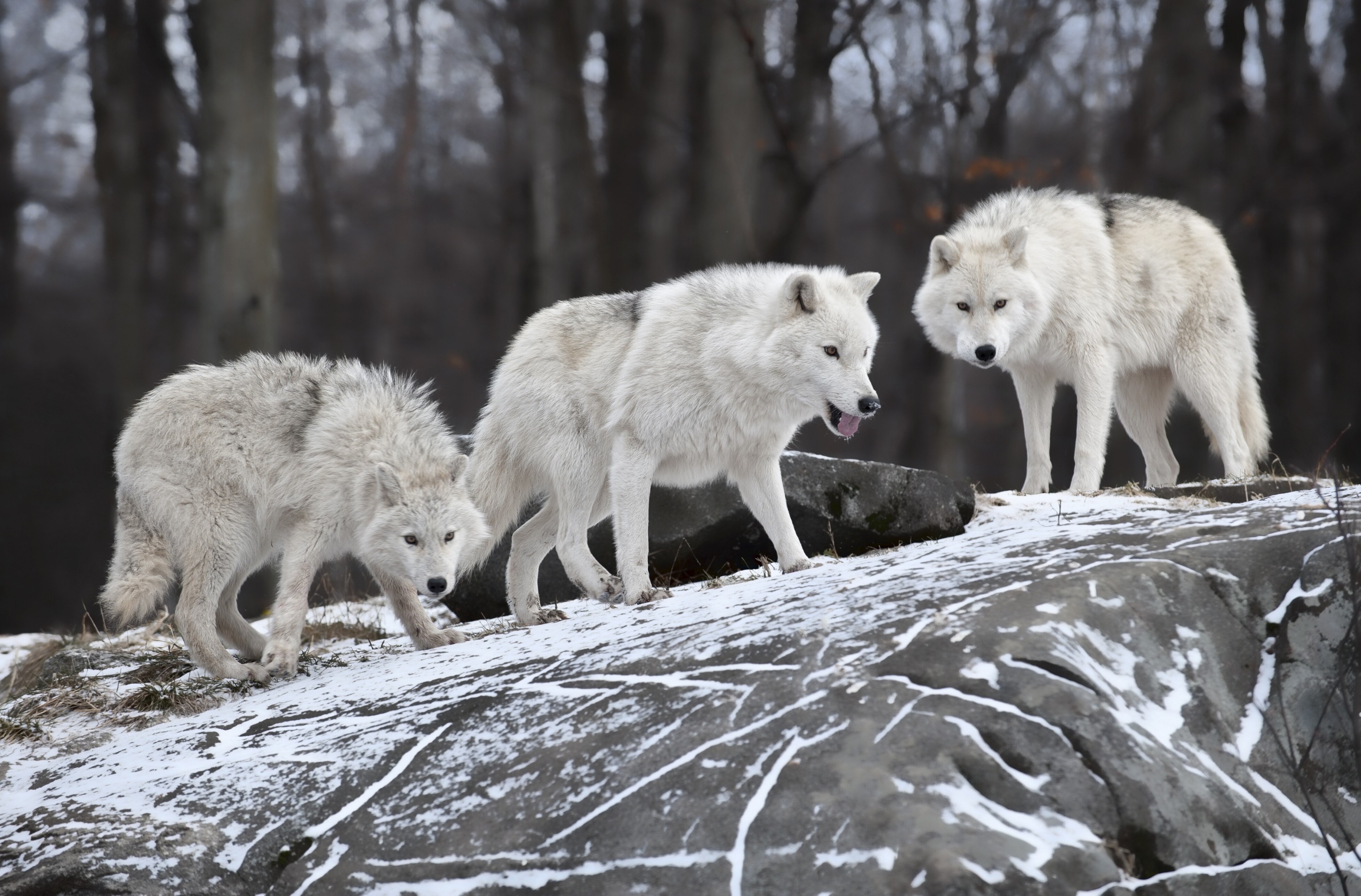 Three arctic wolves on a snowy rock HD Wallpaper