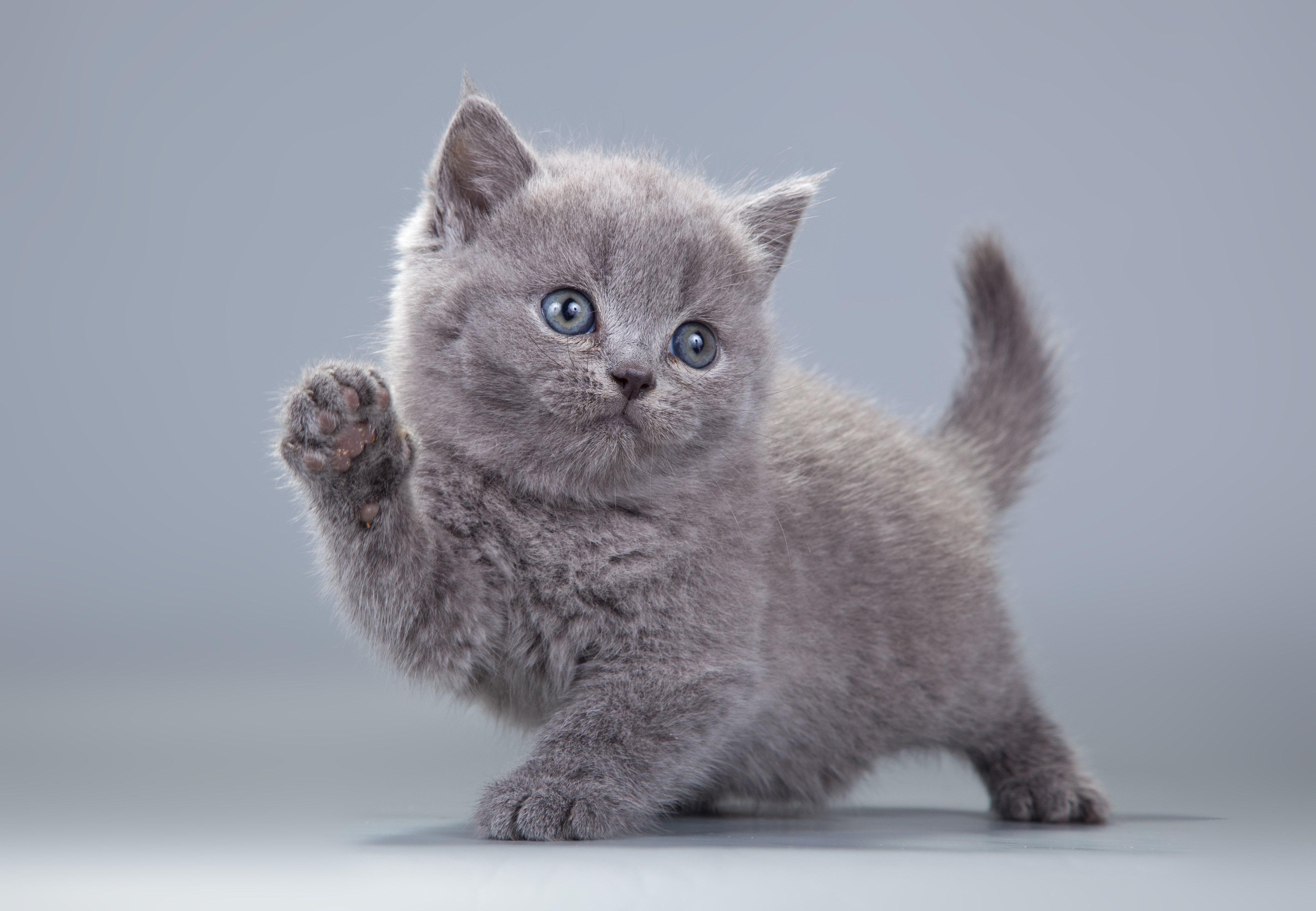 Adorable Grey Kitten Raising Paw in 4K HD Wallpaper