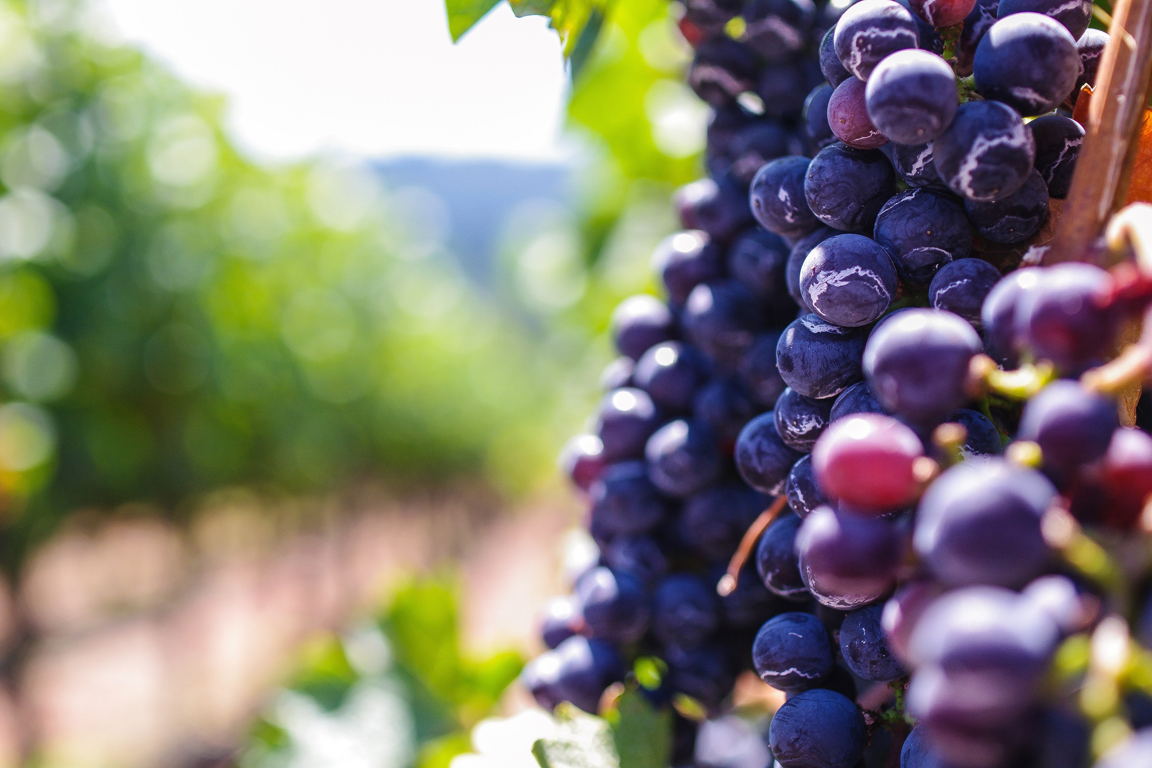 Grapes in a vineyard, 4K HD Wallpaper