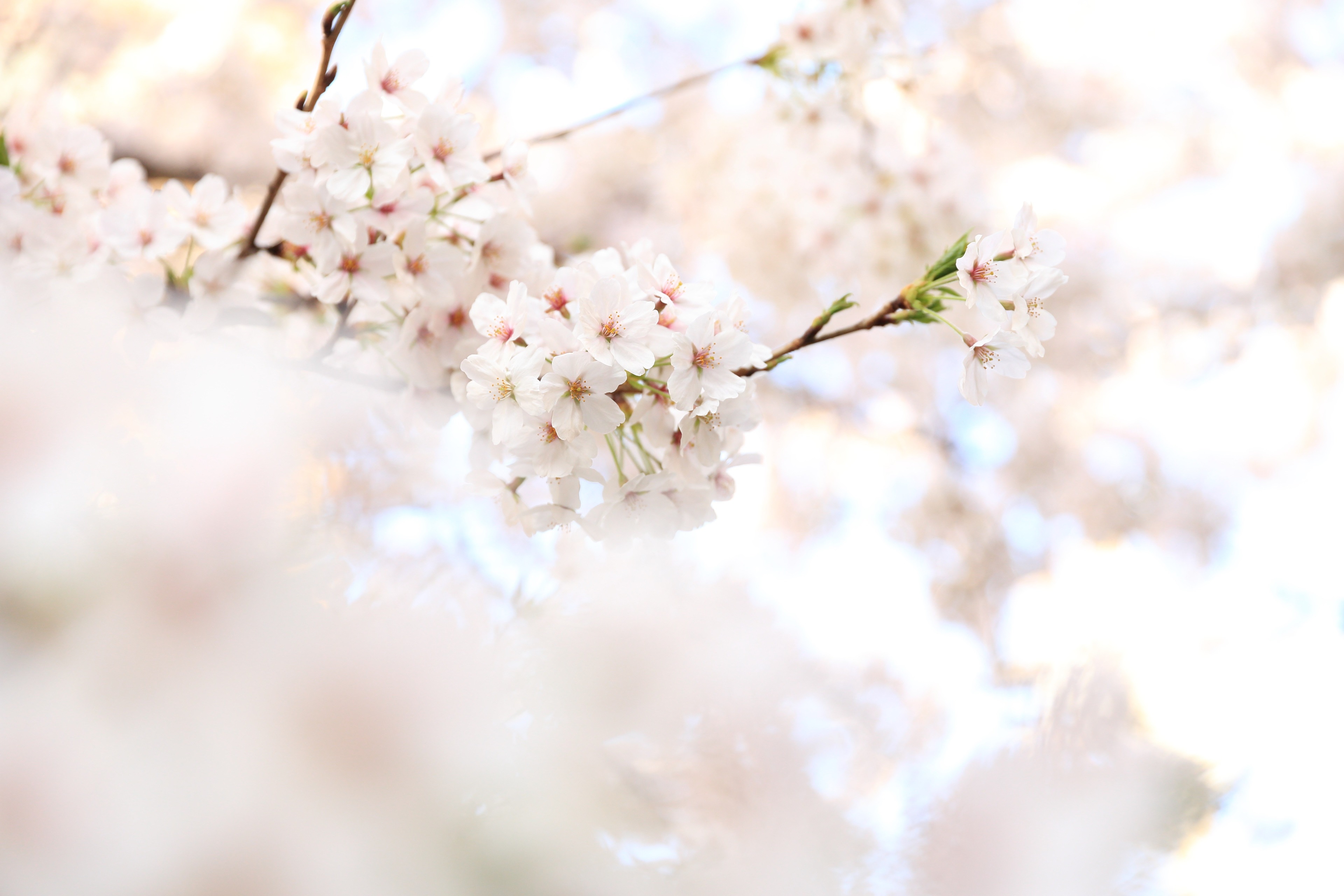 Cherry Blossoms in Bloom 4K HD Wallpaper