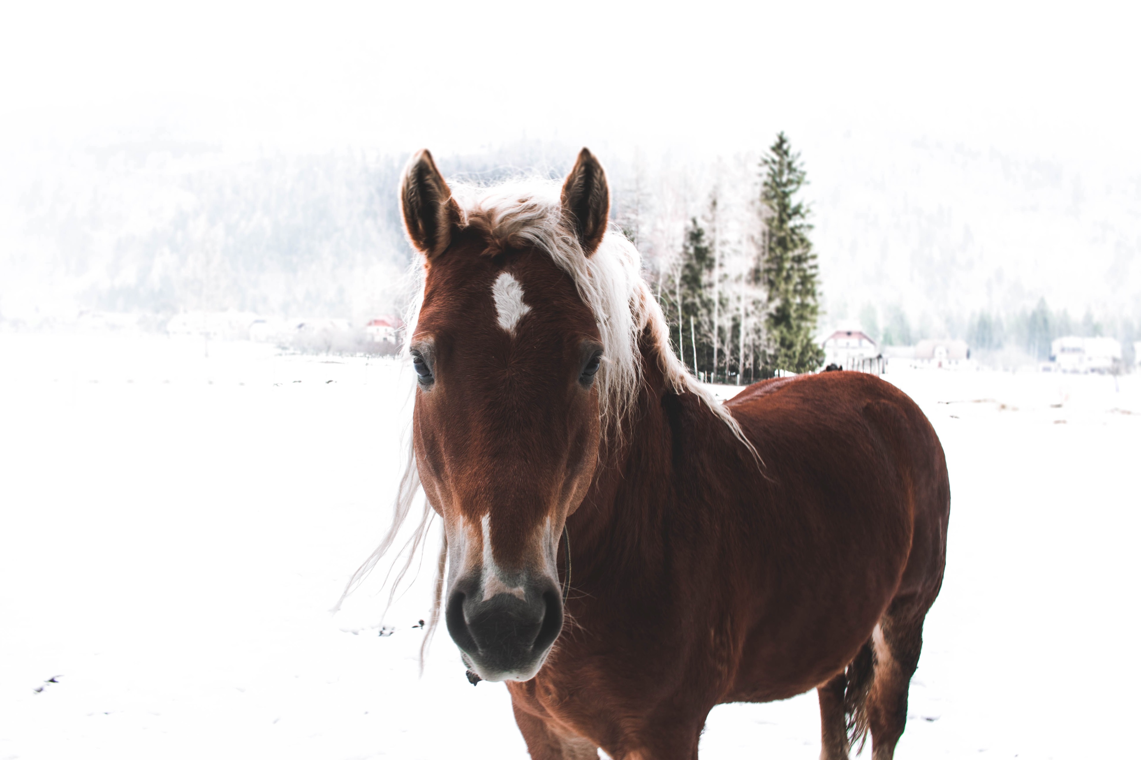 Brown horse in a snowy field HD Wallpaper