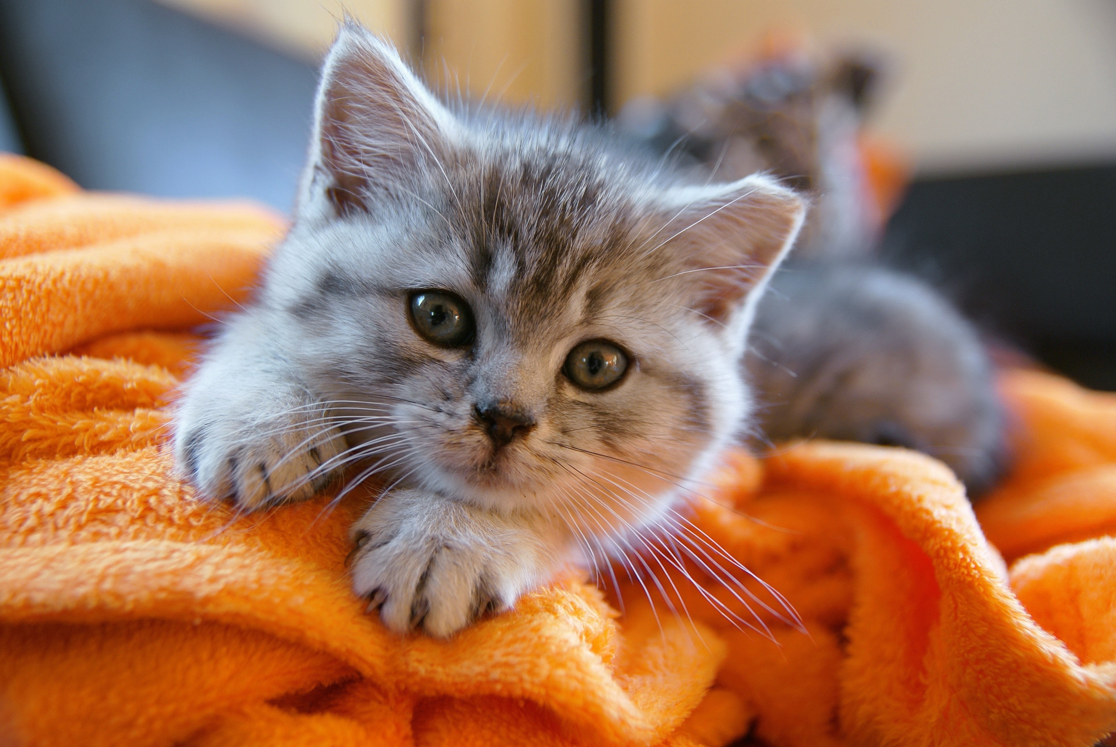 Kitten on an orange blanket HD Wallpaper