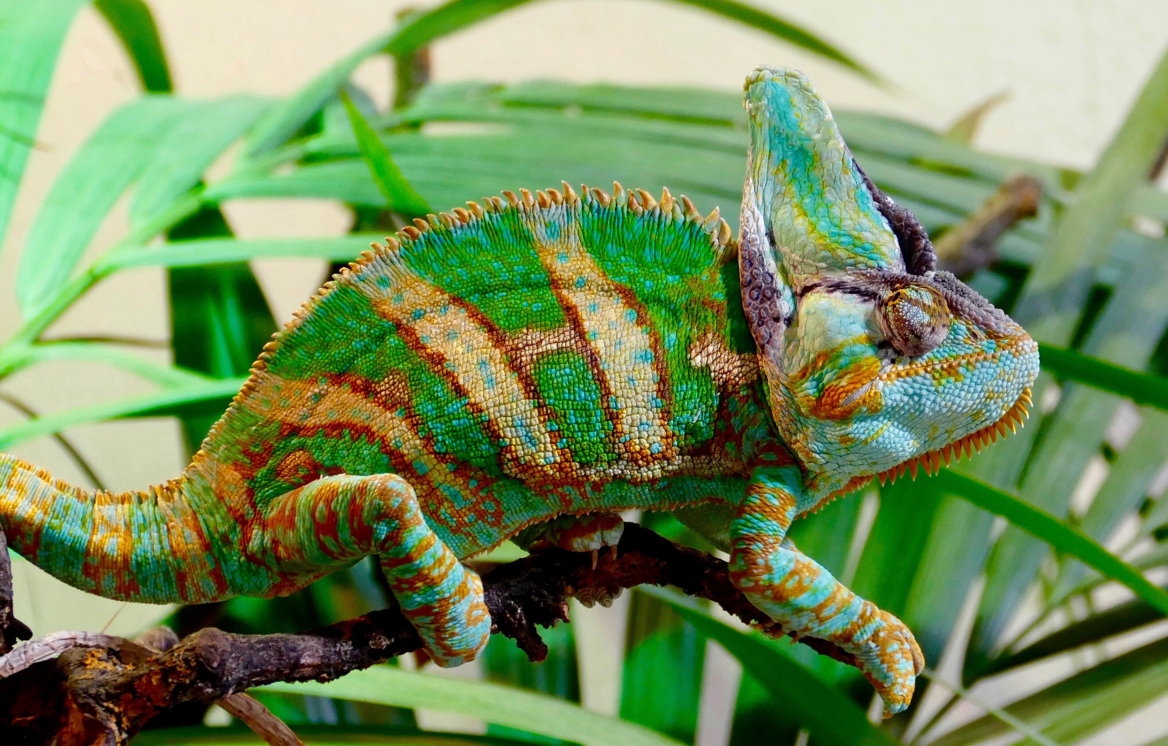 Veiled Chameleon on a Branch HD Wallpaper