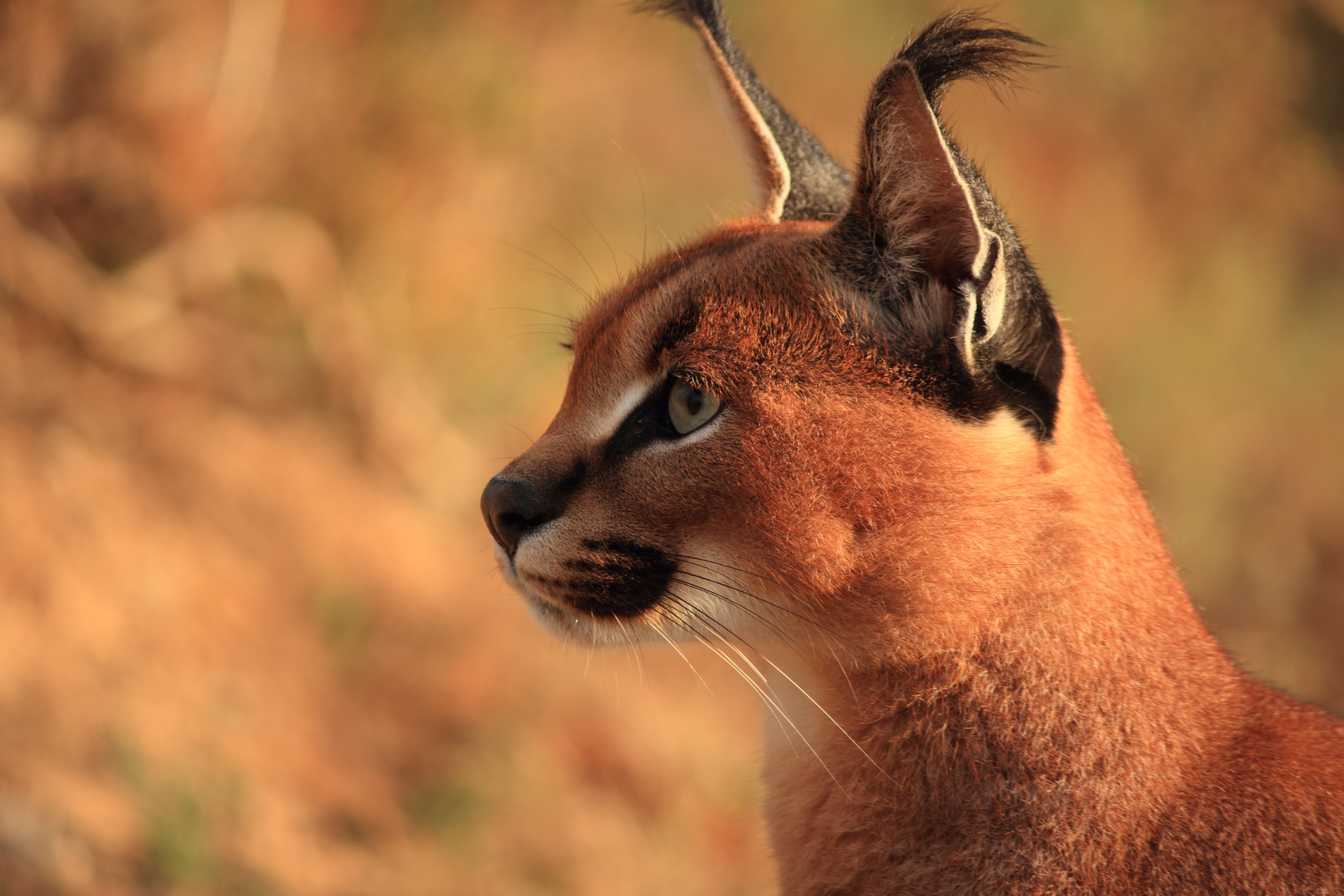 Caracal in 4K HD Wallpaper