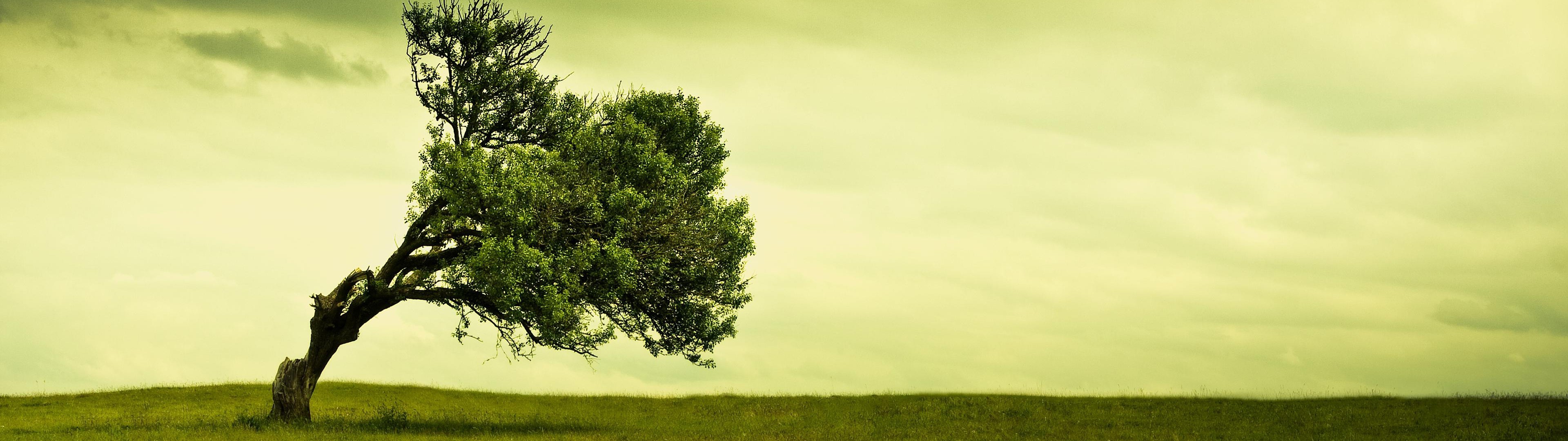 A lone tree bent by the wind in a grassy field HD Wallpaper