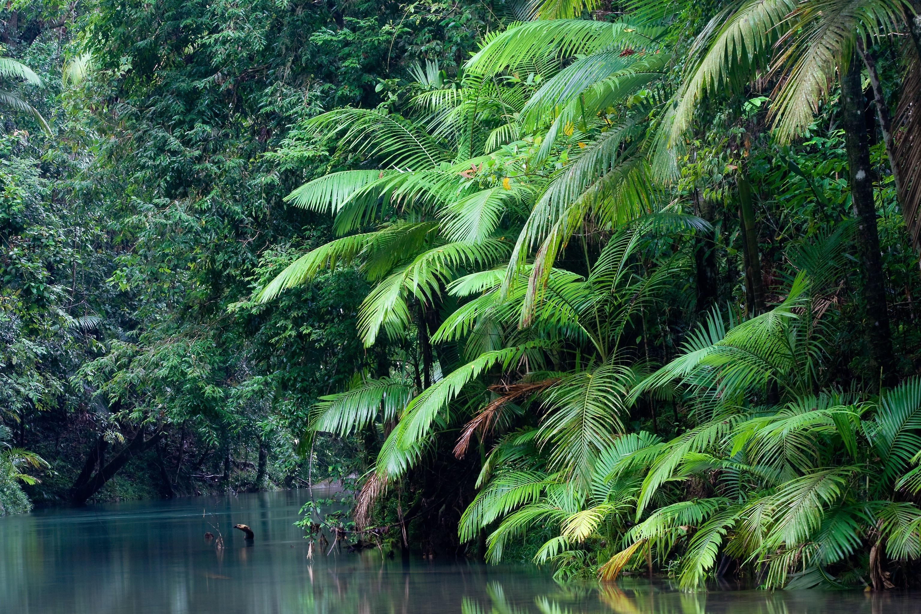 Jungle river with palm trees HD Wallpaper