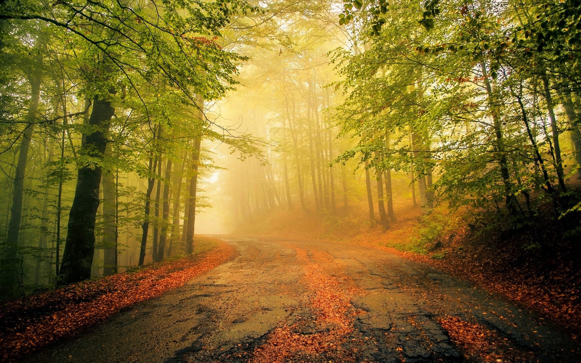 Misty forest road with autumn leaves HD Wallpaper