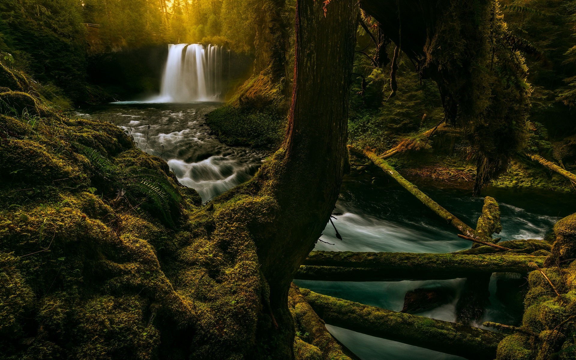 Mossy forest with a waterfall and river at sunrise HD Wallpaper