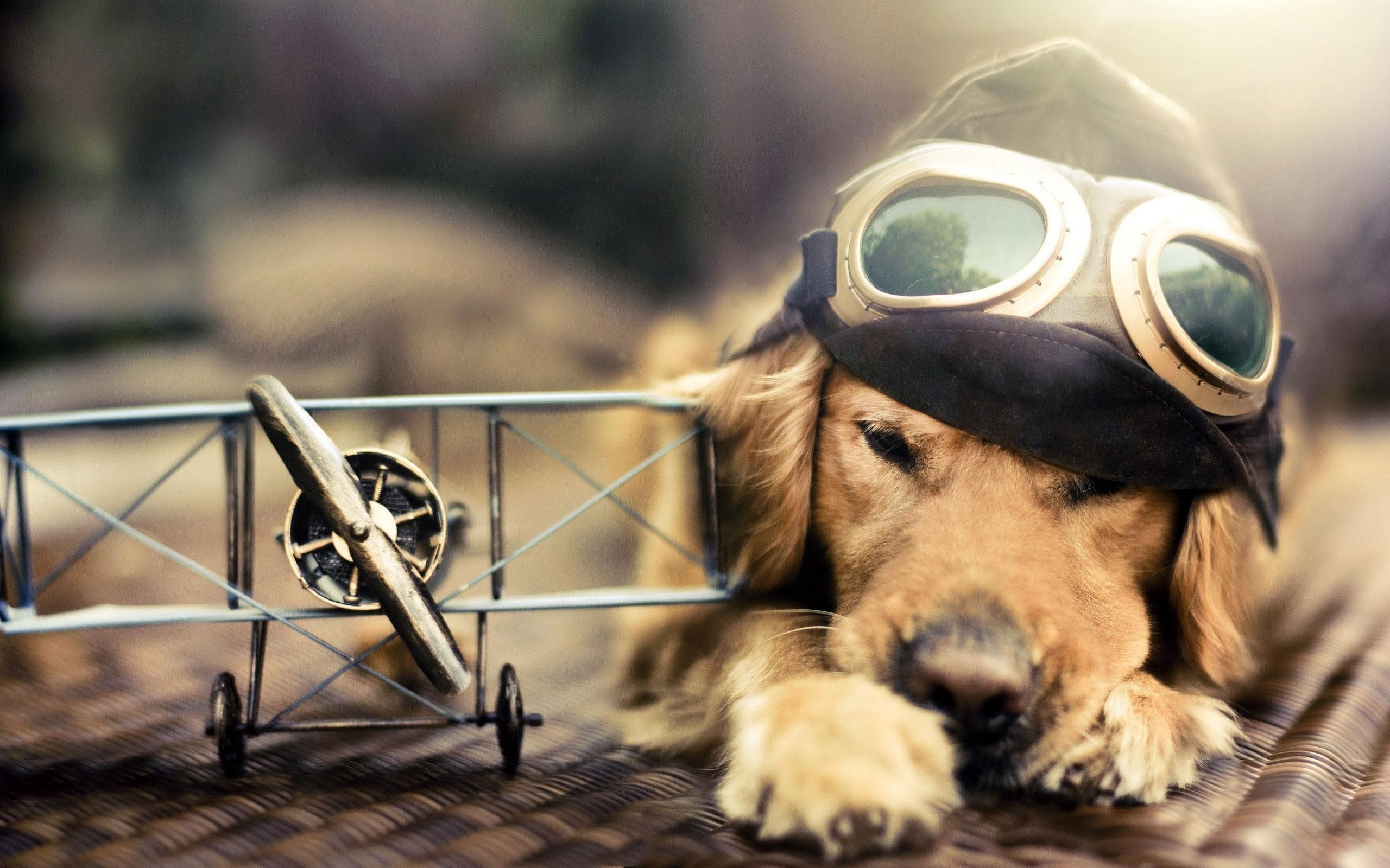 Golden Retriever dog wearing pilot goggles and hat with toy airplane HD Wallpaper