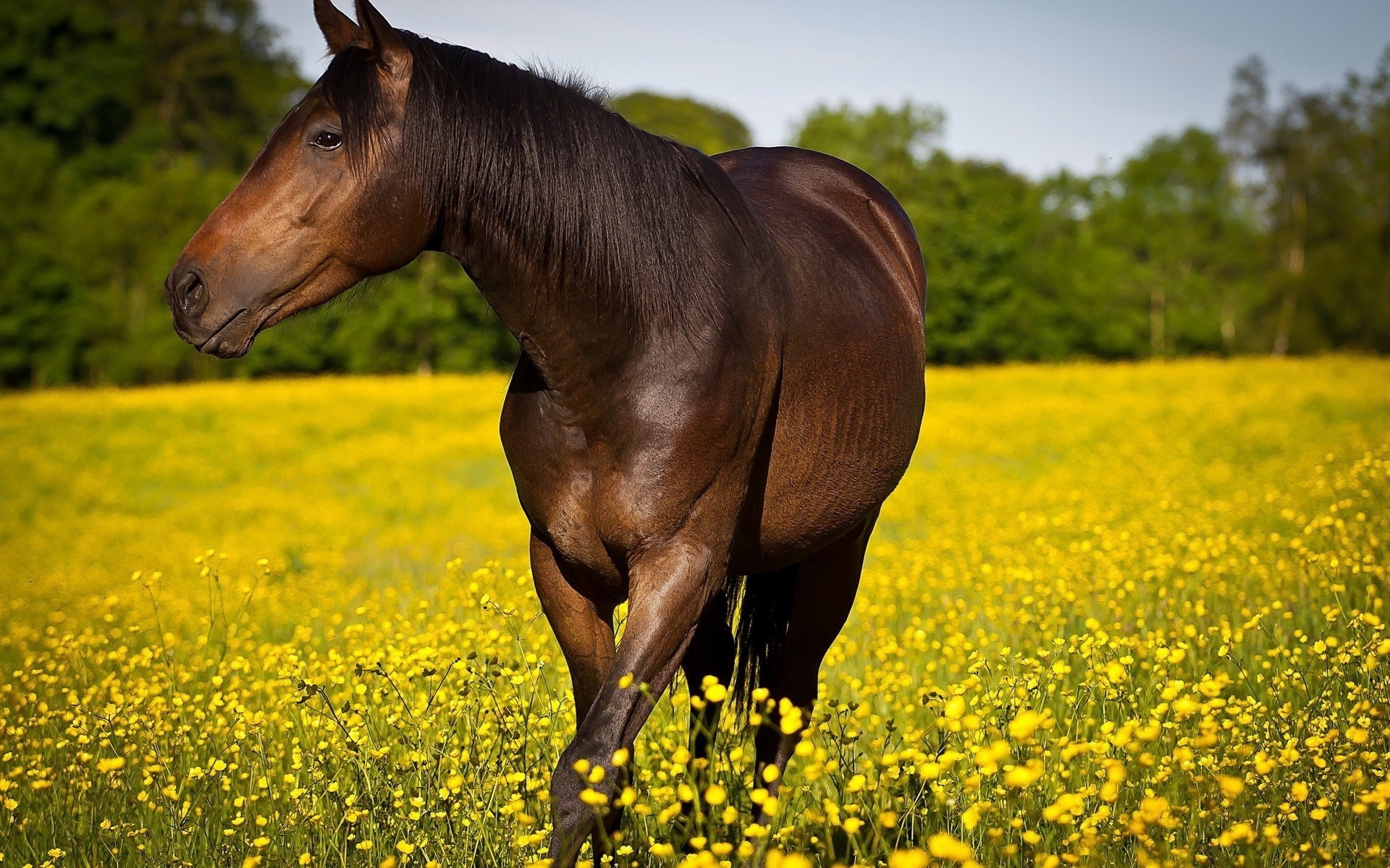 Brown horse in a field of yellow flowers HD Wallpaper