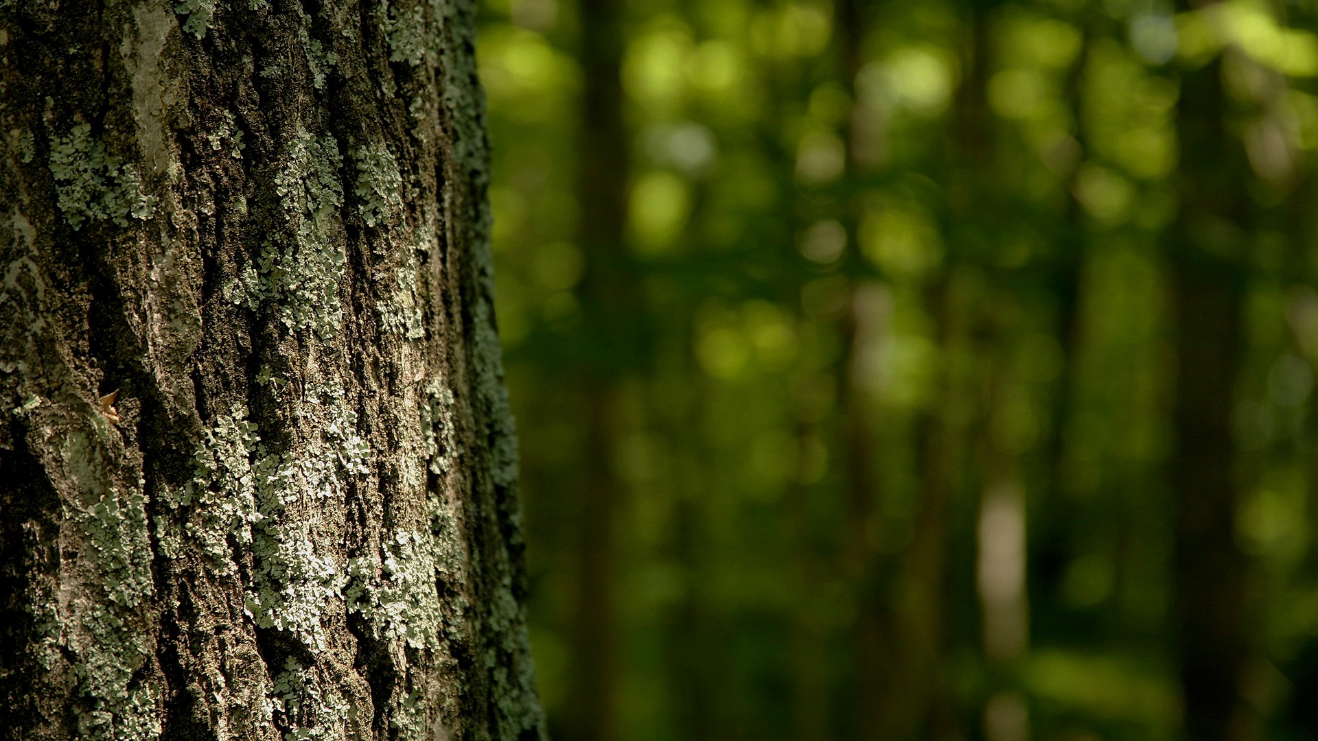 Close-up of tree bark with lichen in a forest HD Wallpaper