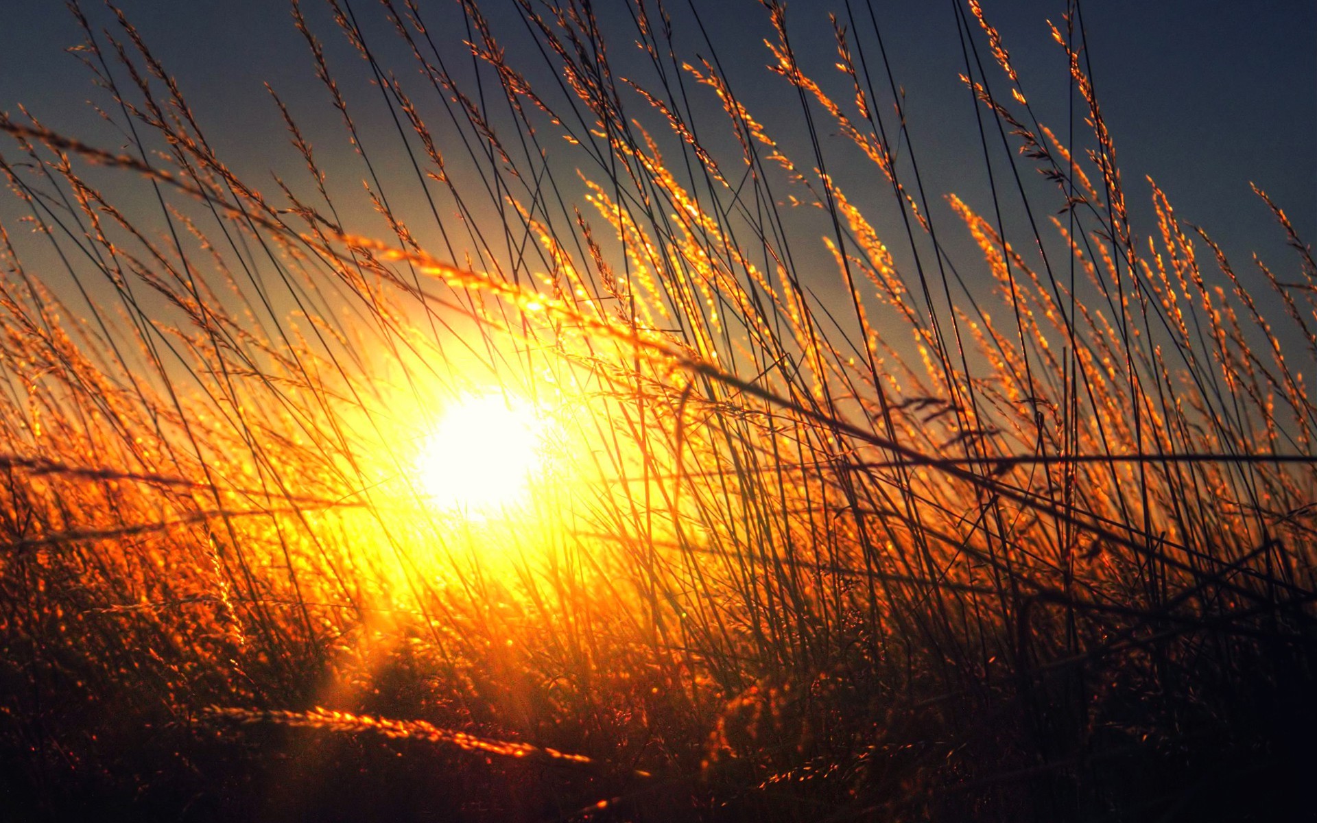 Sunlight shining through tall grass at golden hour HD Wallpaper