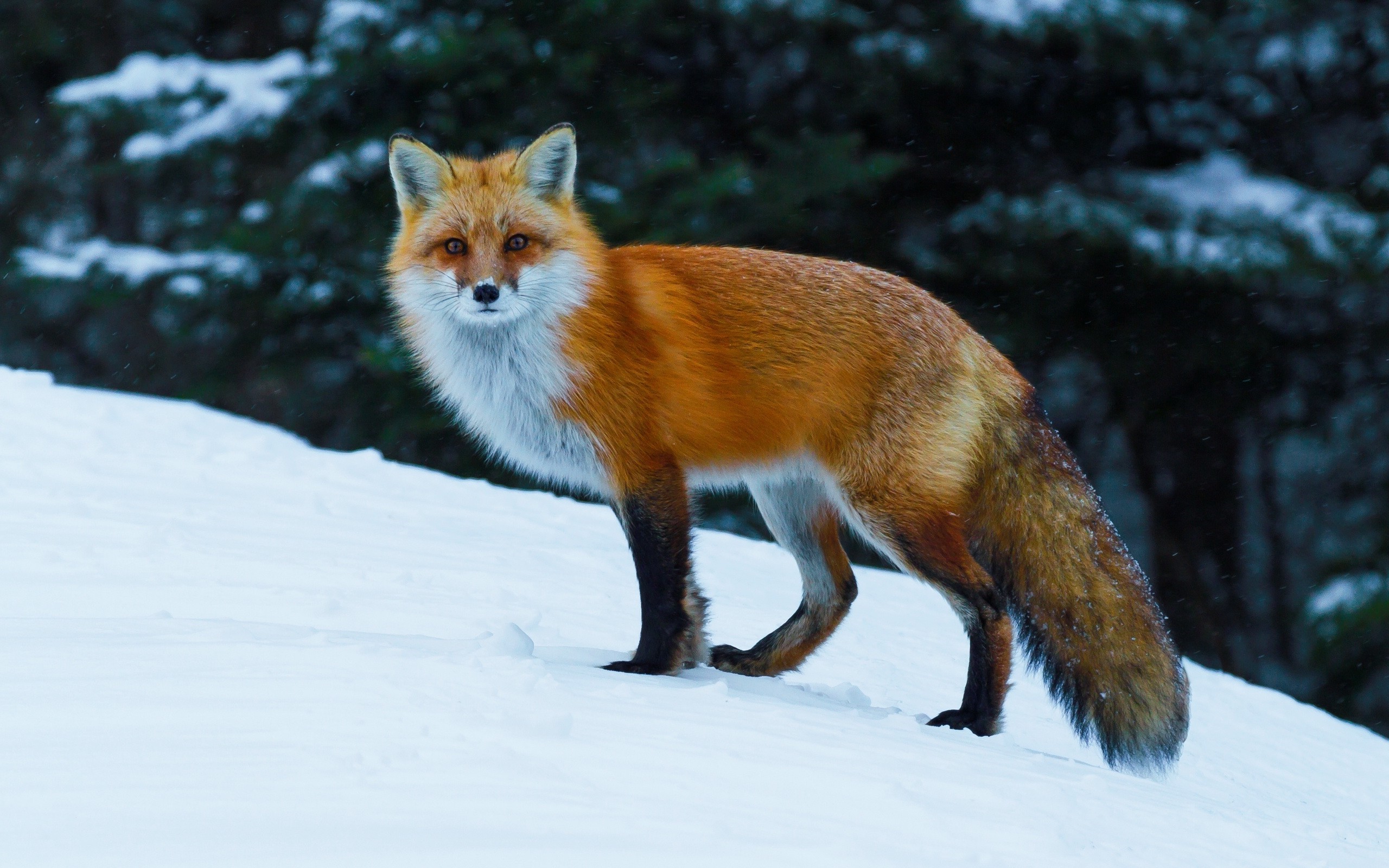 Red fox standing in the snow HD Wallpaper