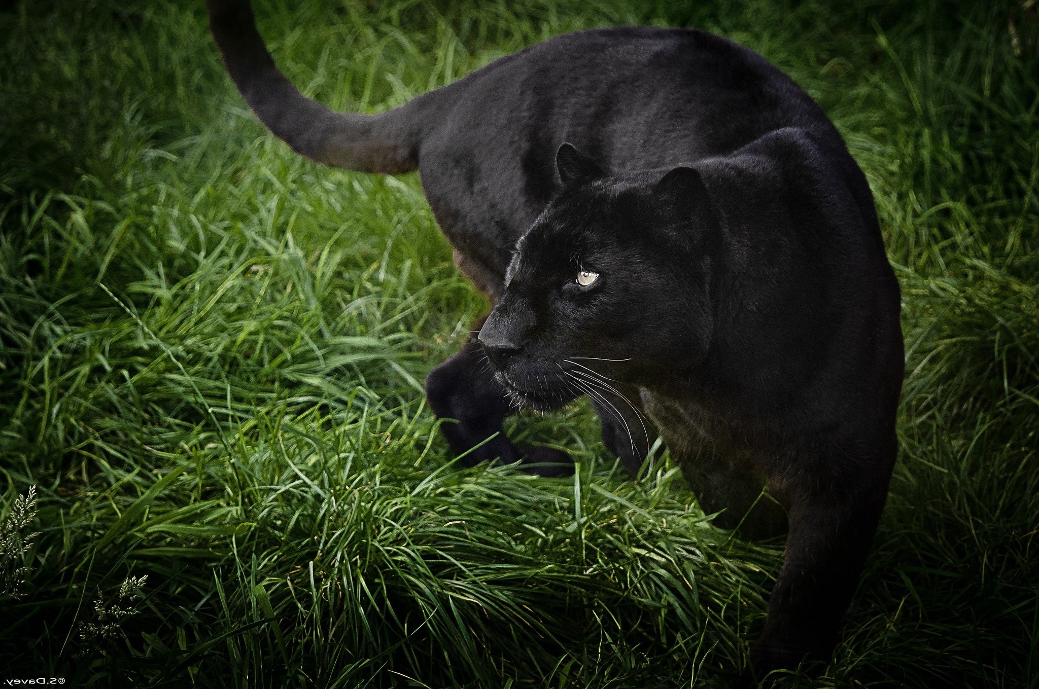 Majestic Black Panther in Lush Green Grass HD Wallpaper