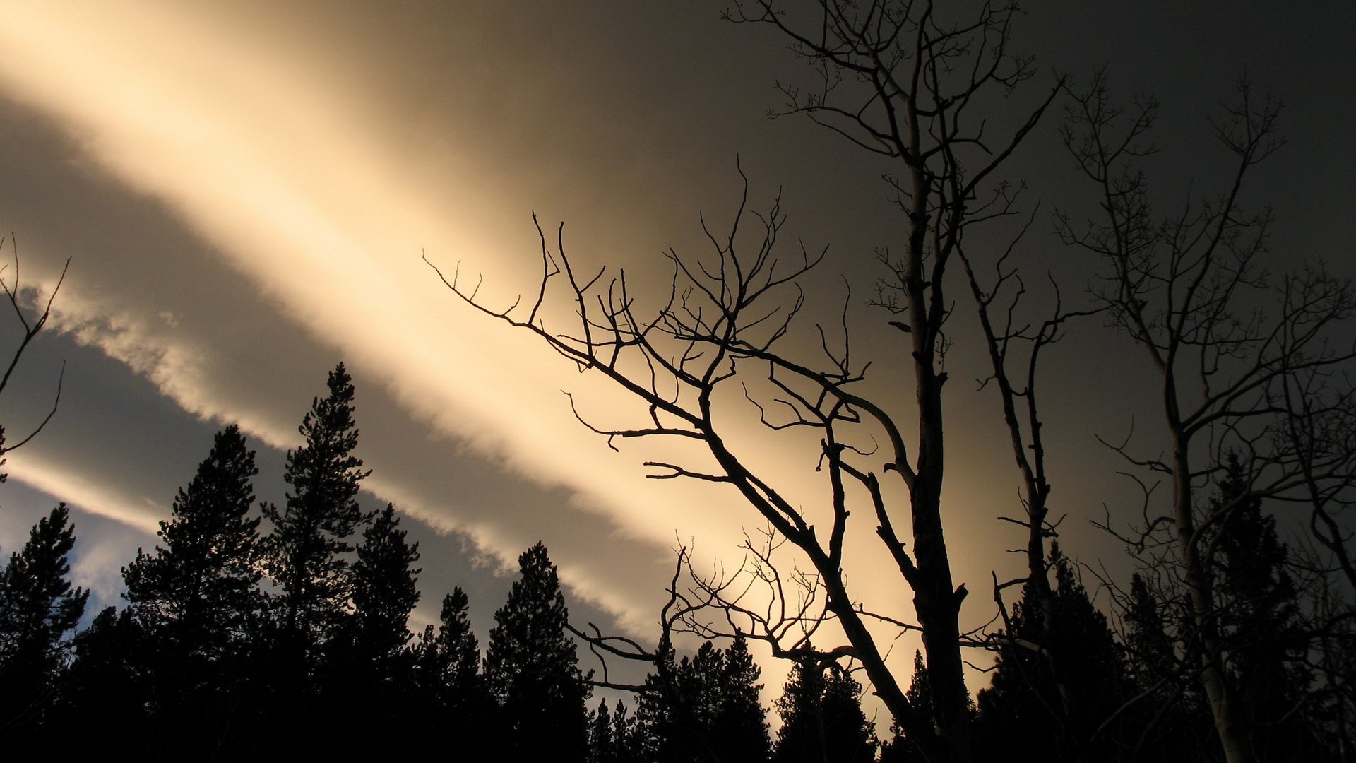 Silhouetted trees against dramatic sky with clouds HD Wallpaper