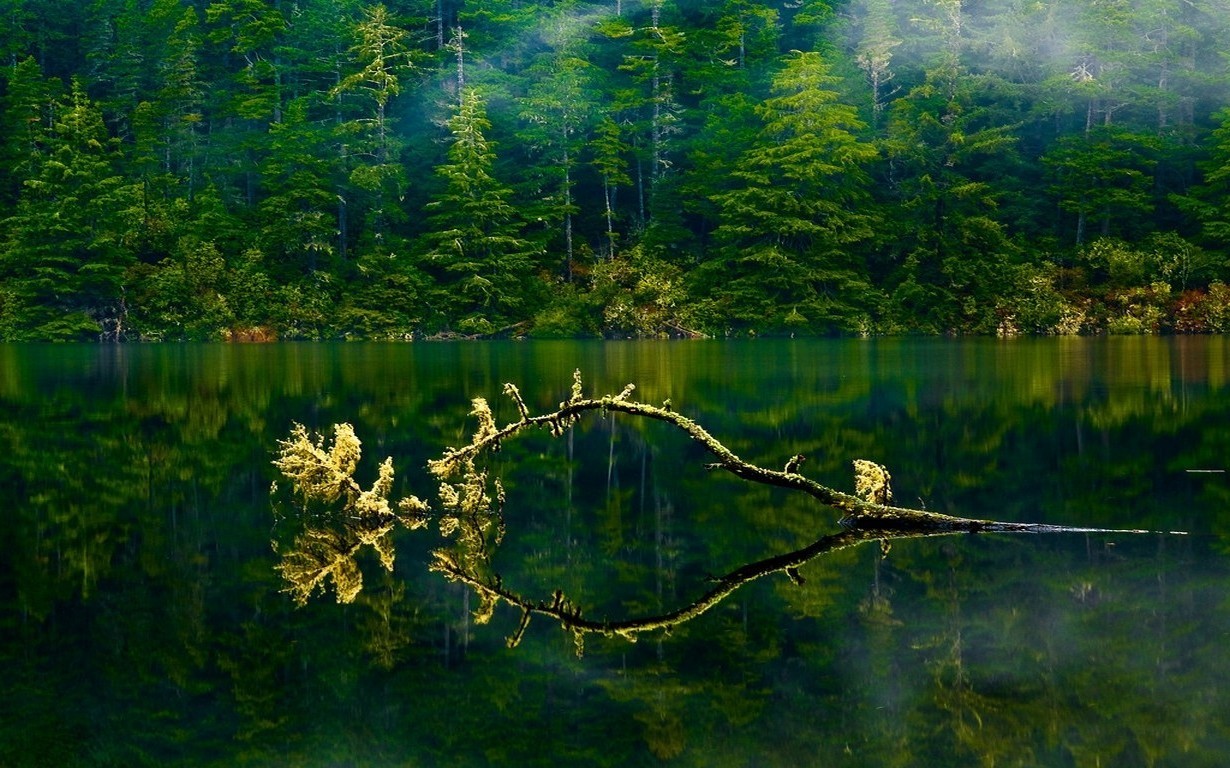 Misty forest reflected in a calm lake with a fallen branch HD Wallpaper