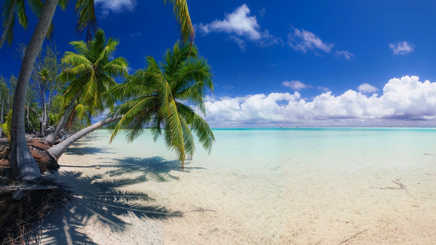 Tropical beach with palm trees and clear ocean water HD Wallpaper