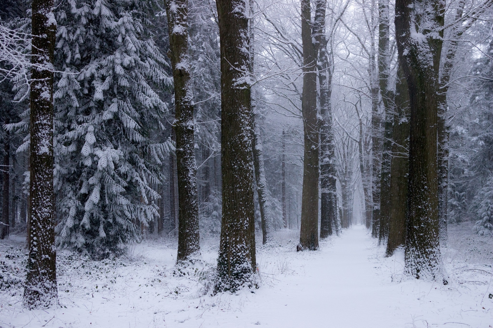 Snowy forest path with tall trees HD Wallpaper
