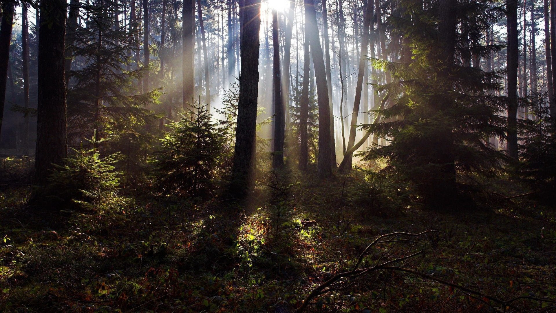 Sunlight beams through a dense forest with tall trees. HD Wallpaper