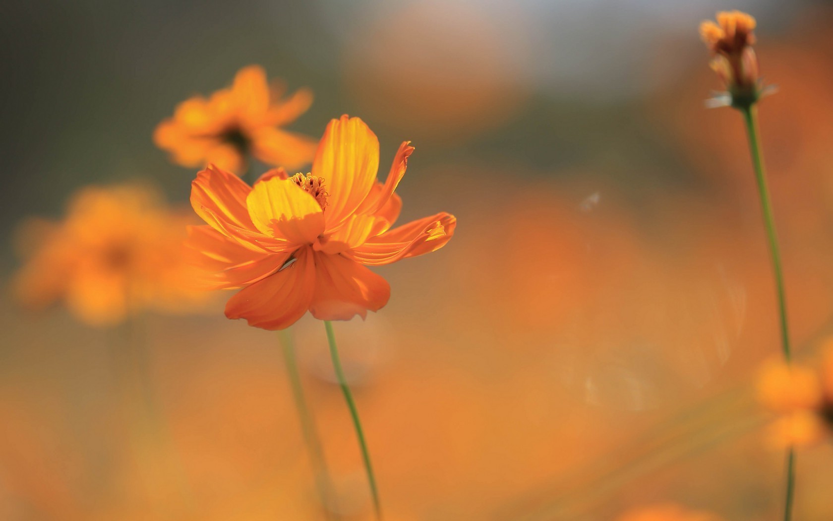 Orange cosmos flowers in soft focus HD Wallpaper