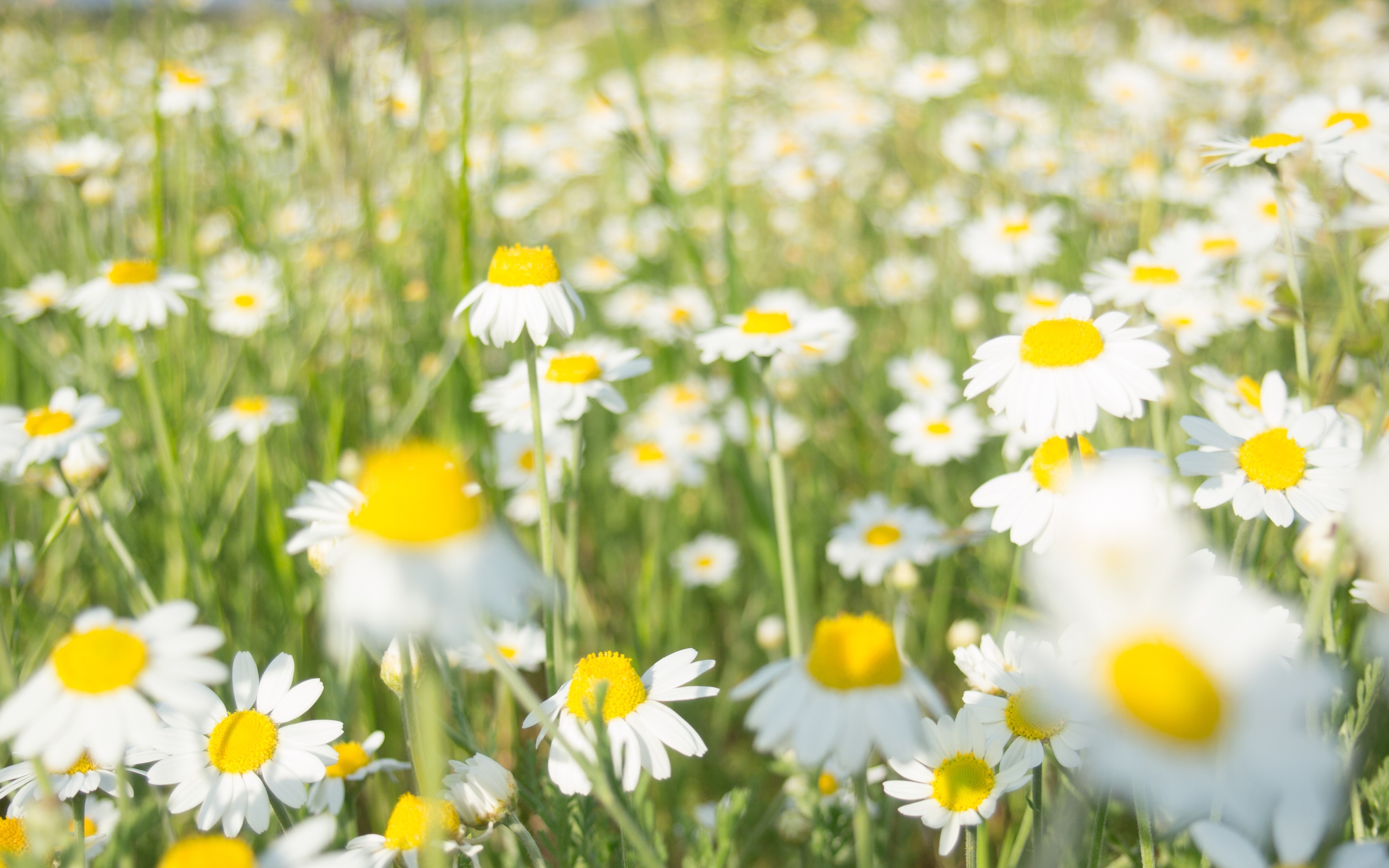 Field of white daisies with yellow centers HD Wallpaper