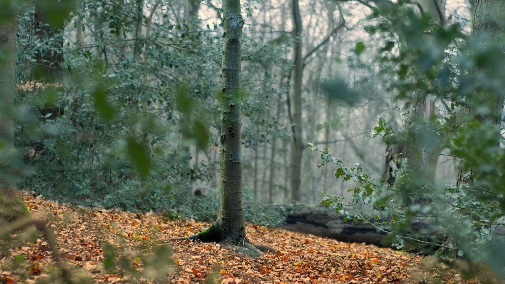 Forest floor with fallen leaves and trees HD Wallpaper