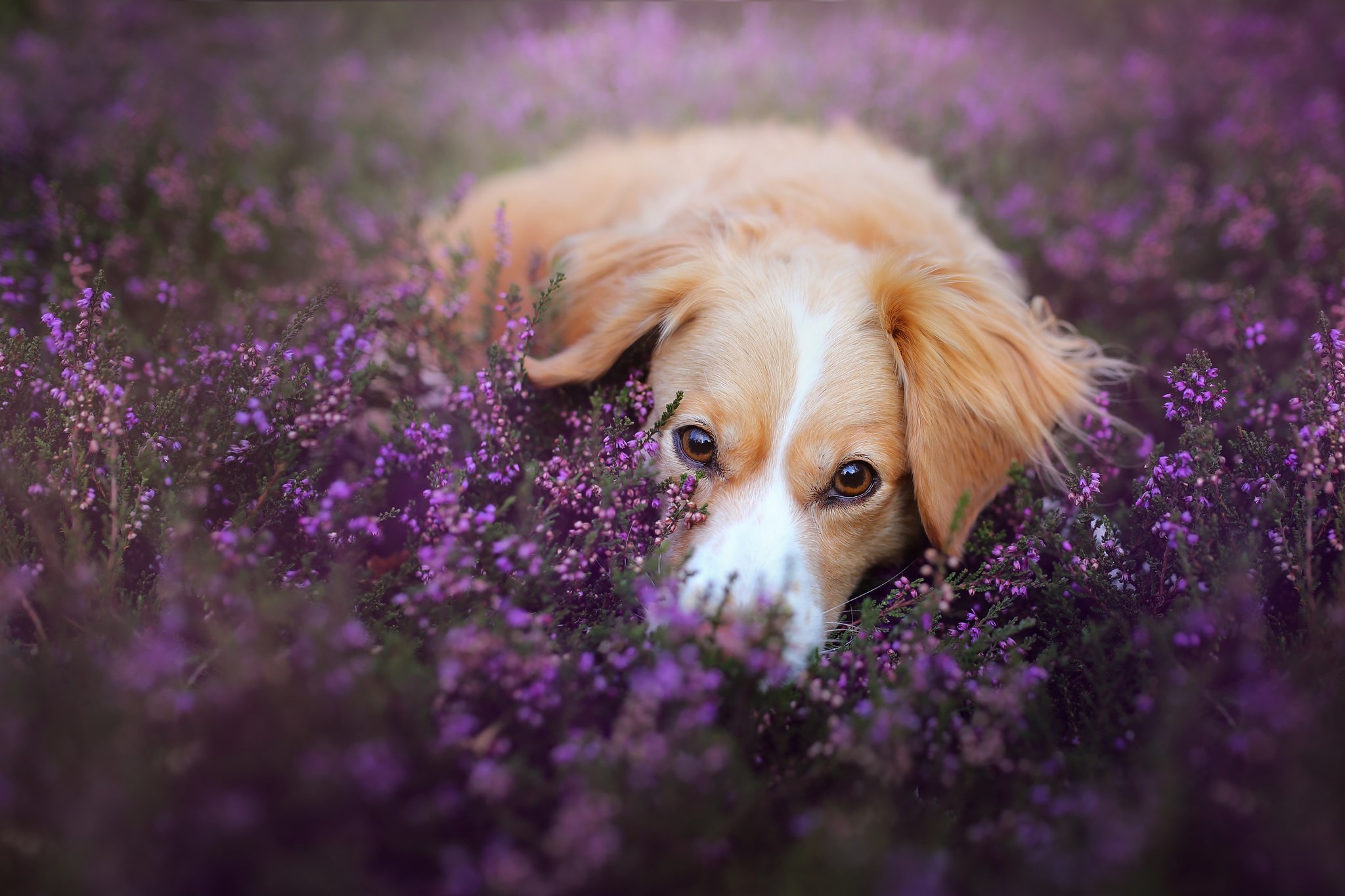Dog lying in purple flowers HD Wallpaper