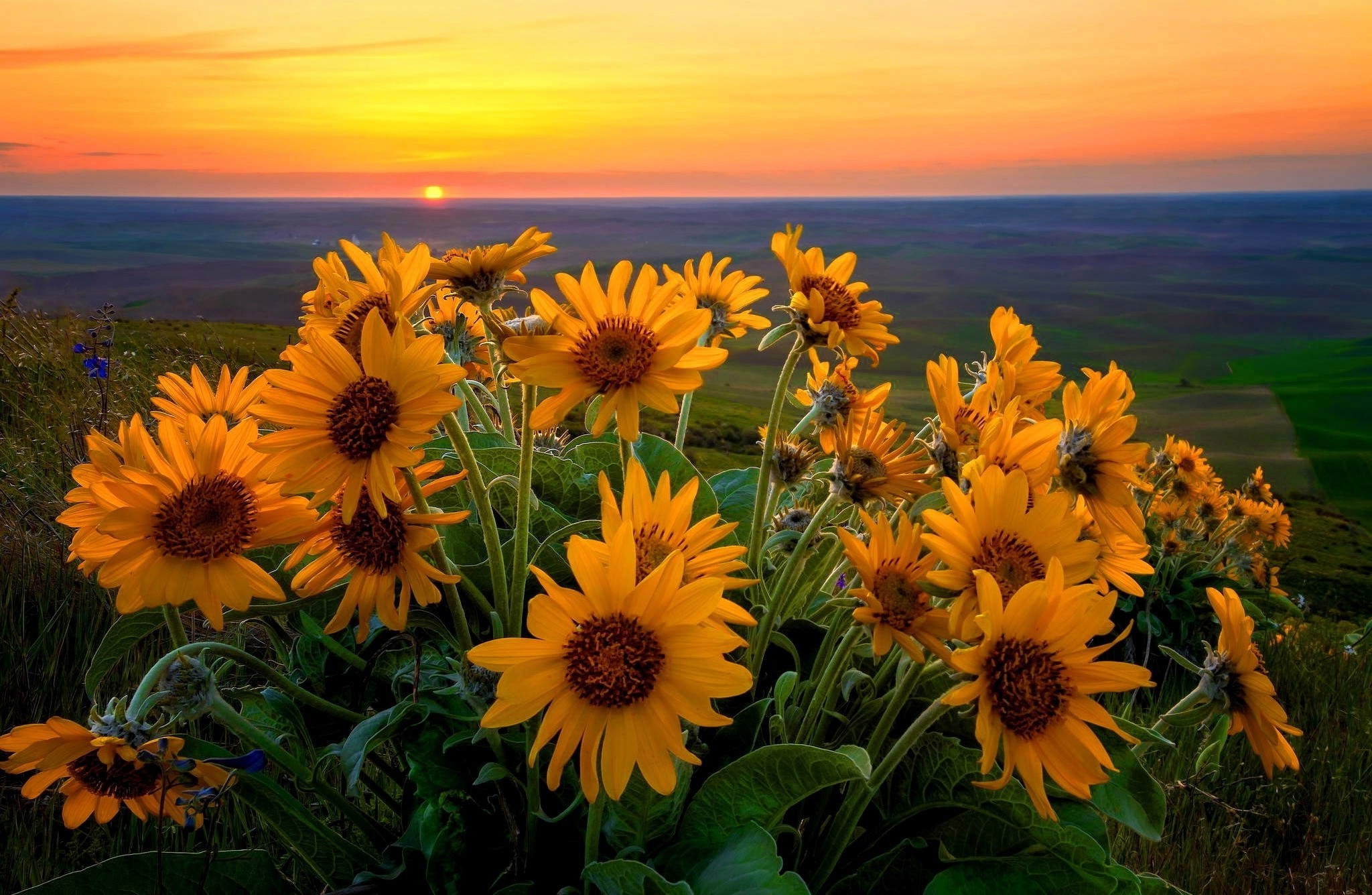 Sunflowers in Bloom at Sunset HD Wallpaper