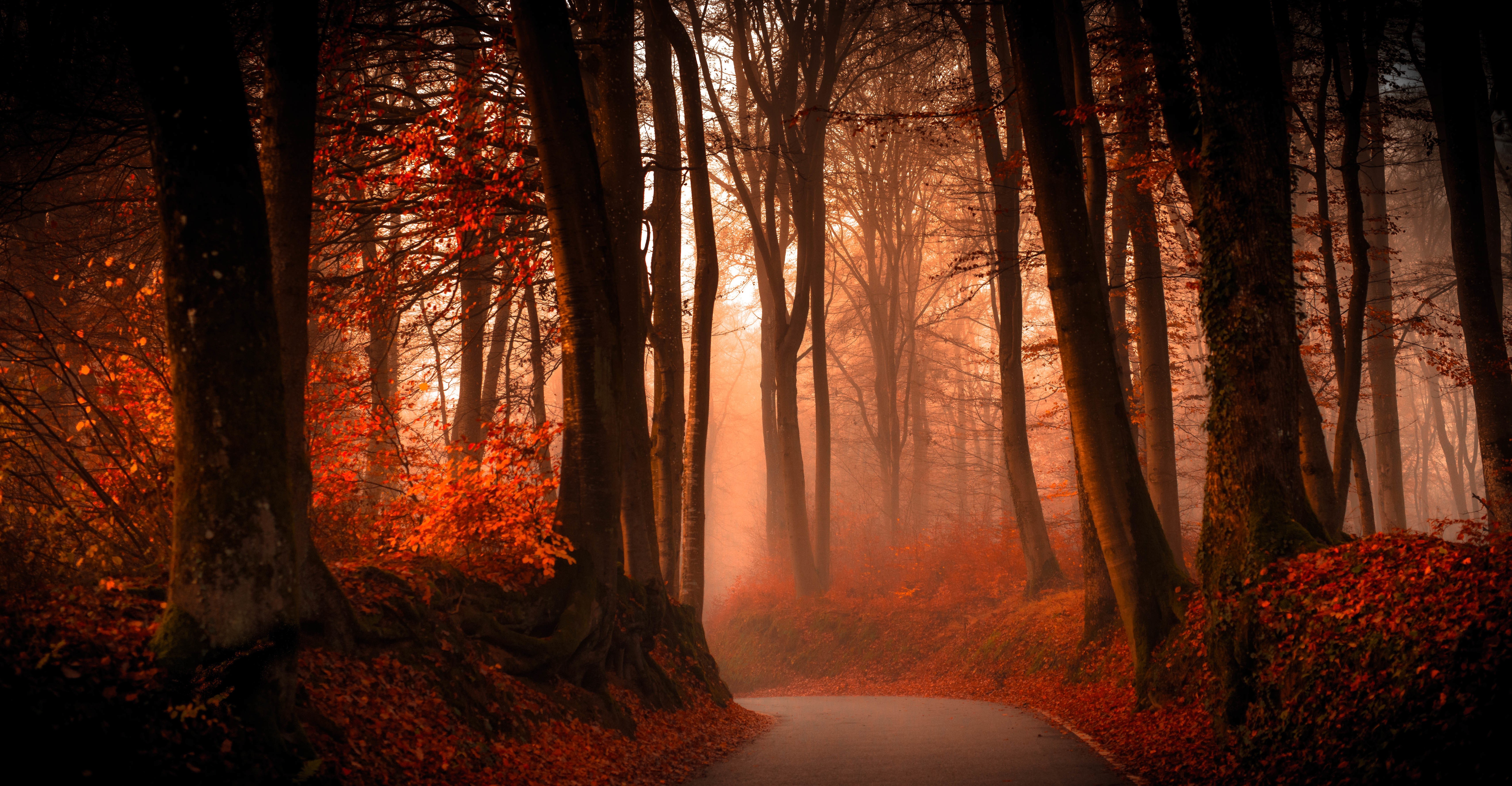 Autumn forest path with orange leaves and fog HD Wallpaper