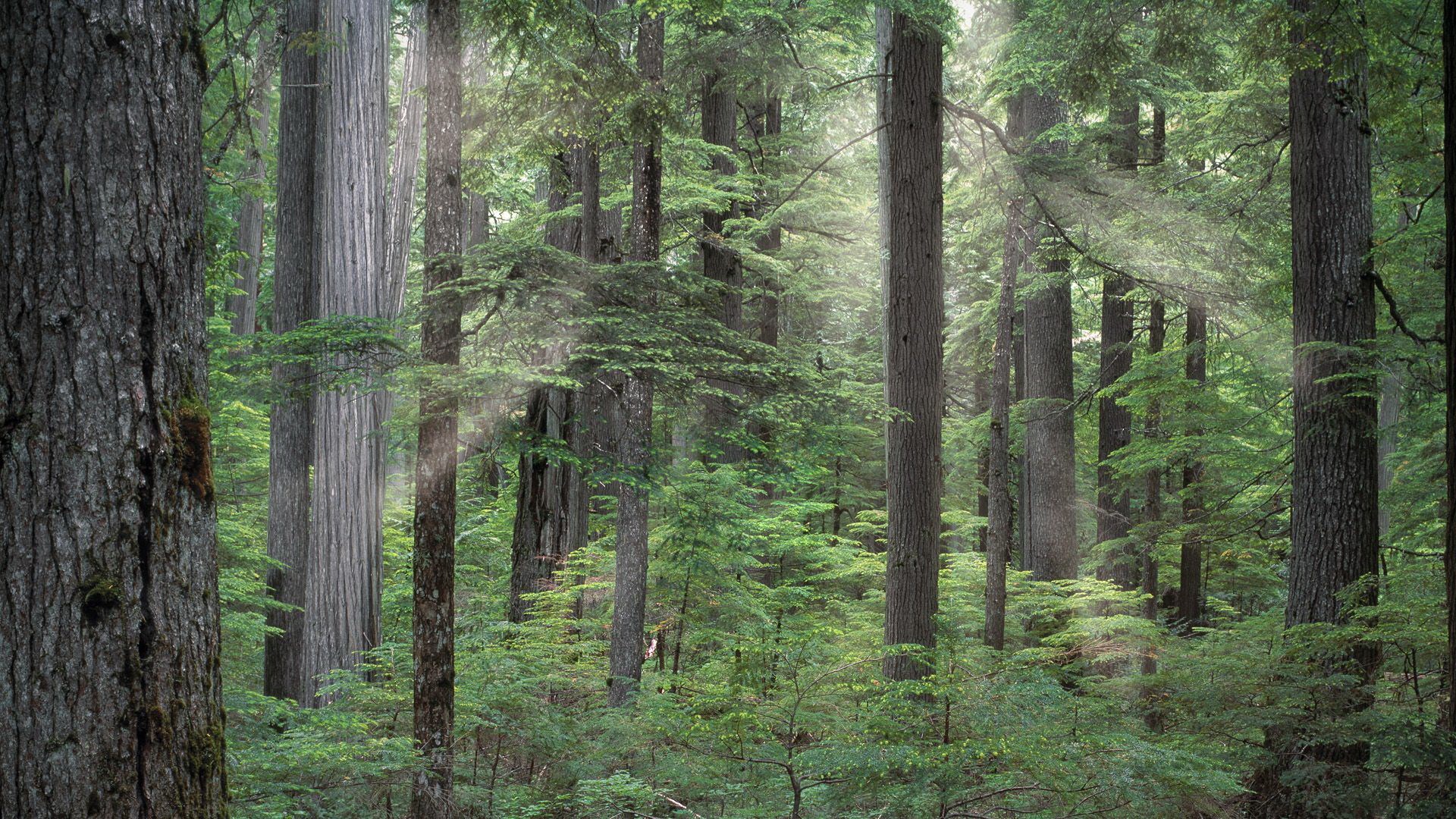 Sunlight filtering through a dense forest of tall trees HD Wallpaper
