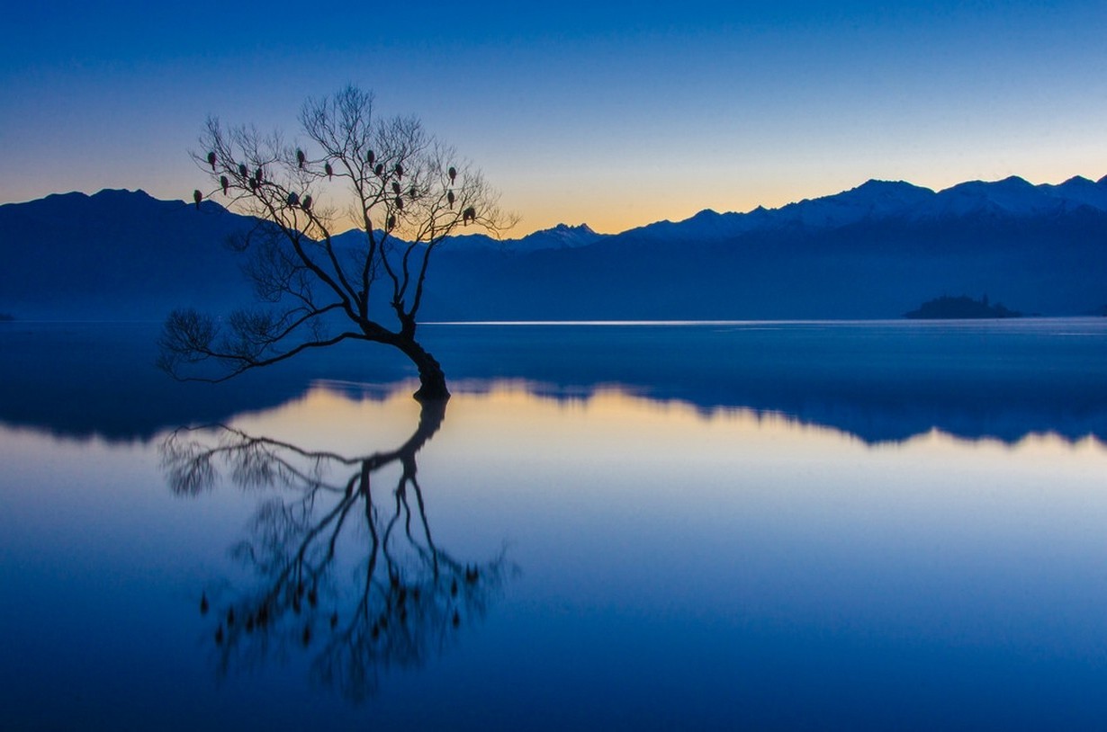 Lone tree in Lake Wanaka at sunset, New Zealand HD Wallpaper