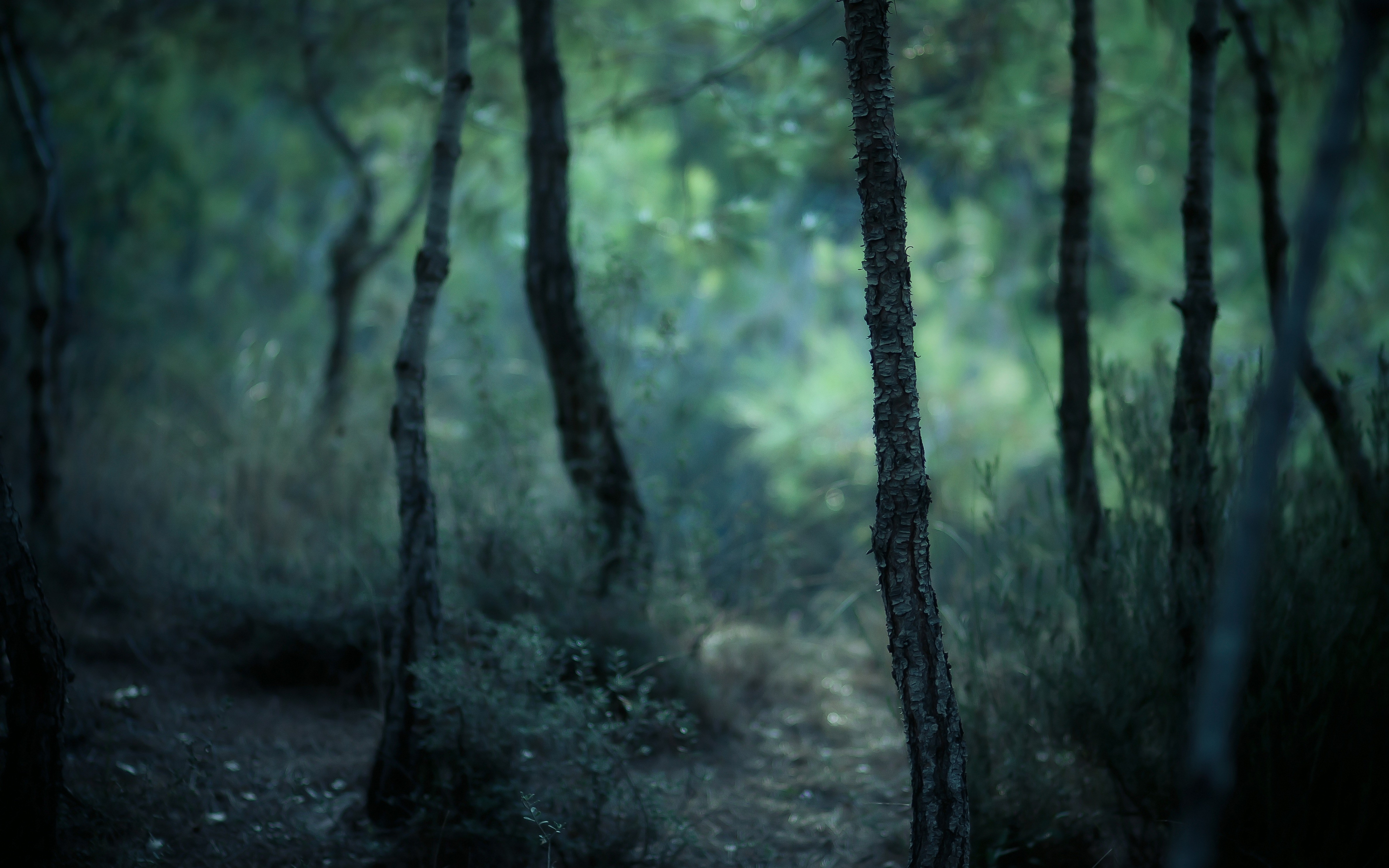 Blurred forest with trees and foliage HD Wallpaper