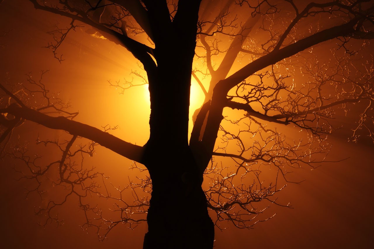Silhouette of a bare tree against orange light HD Wallpaper