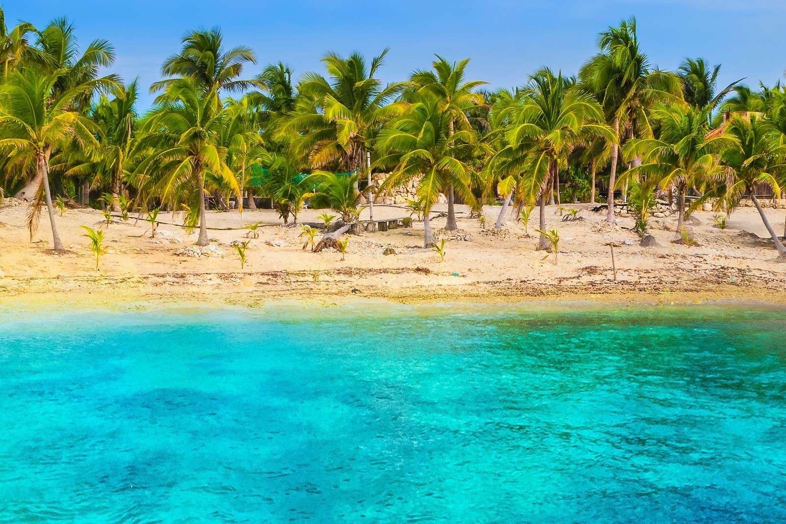 Tropical beach with palm trees and turquoise water HD Wallpaper