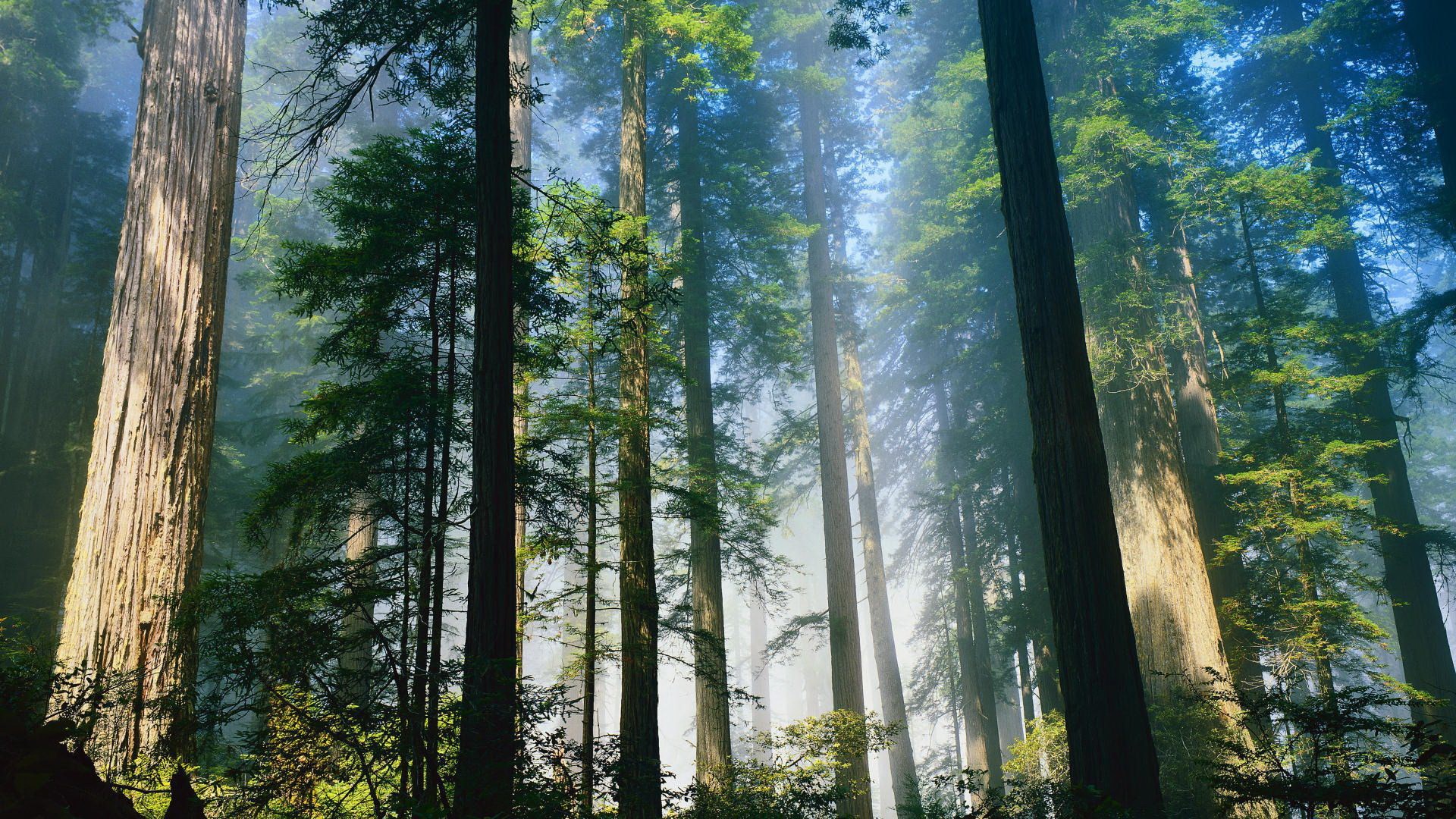 Misty Redwood Forest with Sunbeams HD Wallpaper
