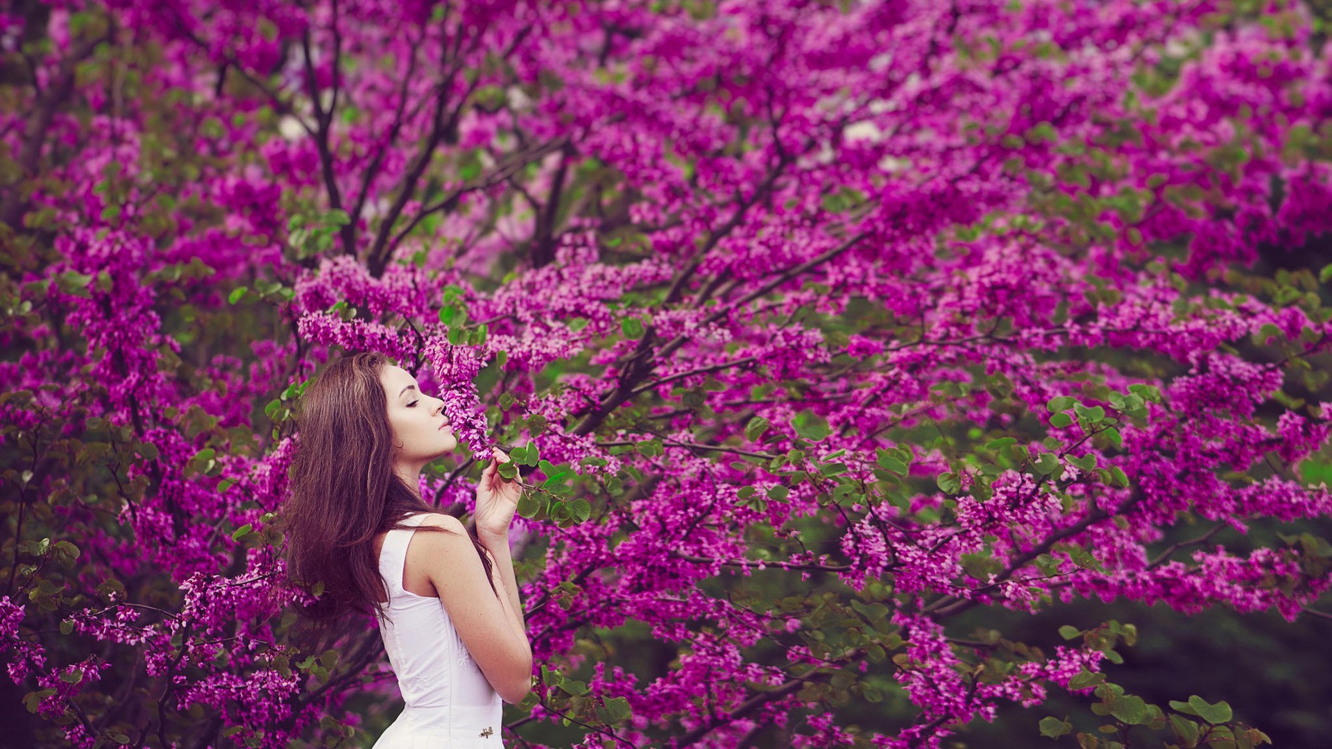 Woman in white dress smelling purple flowers HD Wallpaper
