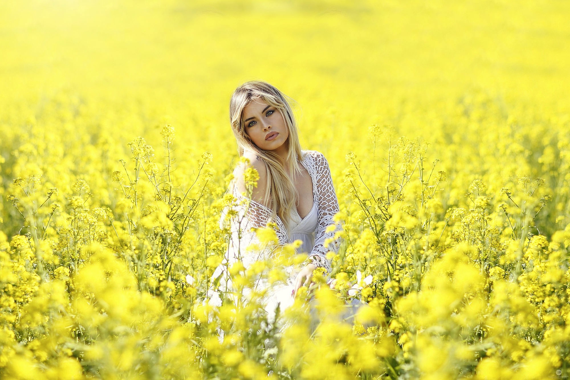 Woman in white dress in a field of yellow flowers HD Wallpaper