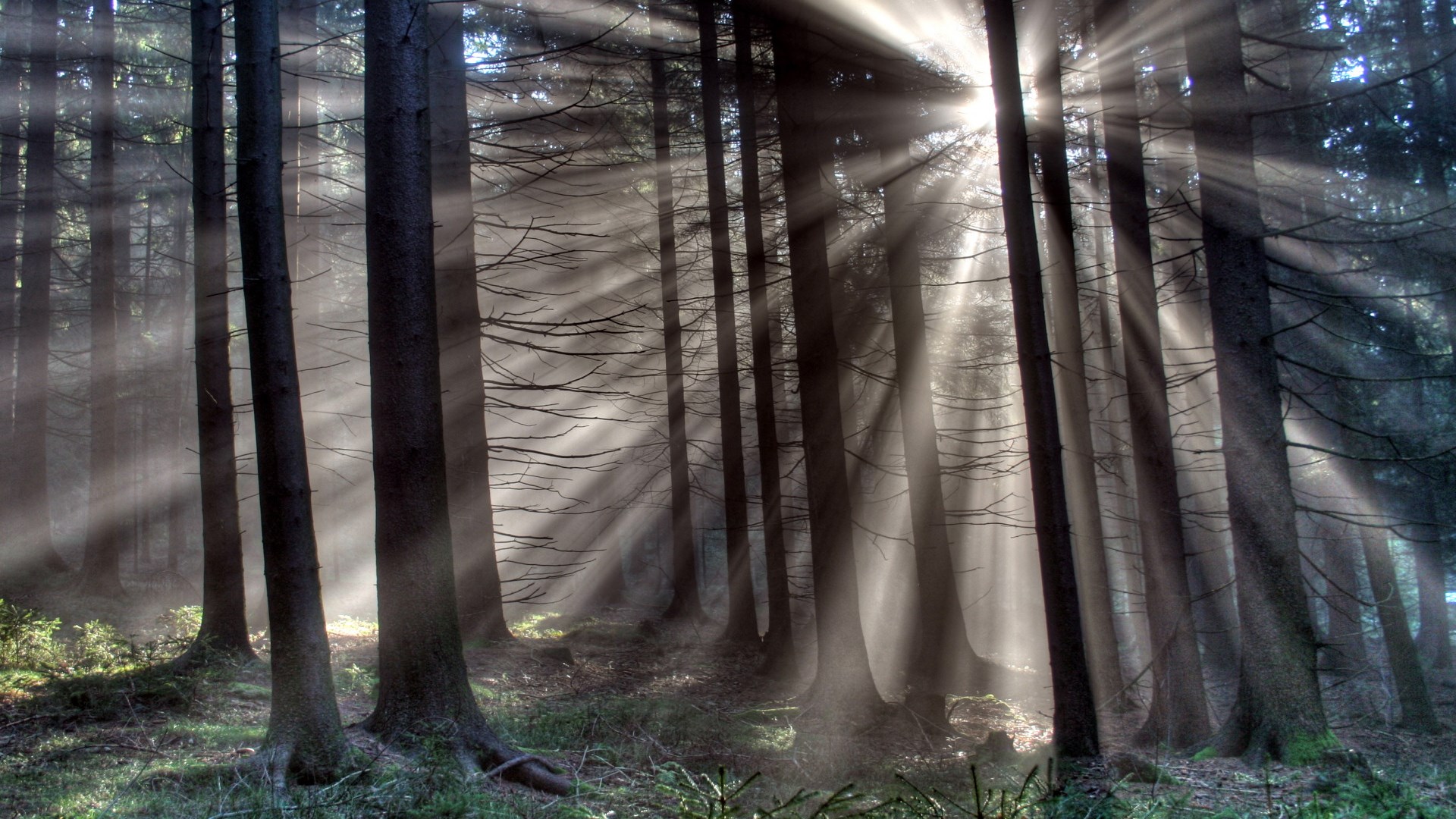 Sunbeams shining through a dark forest HD Wallpaper