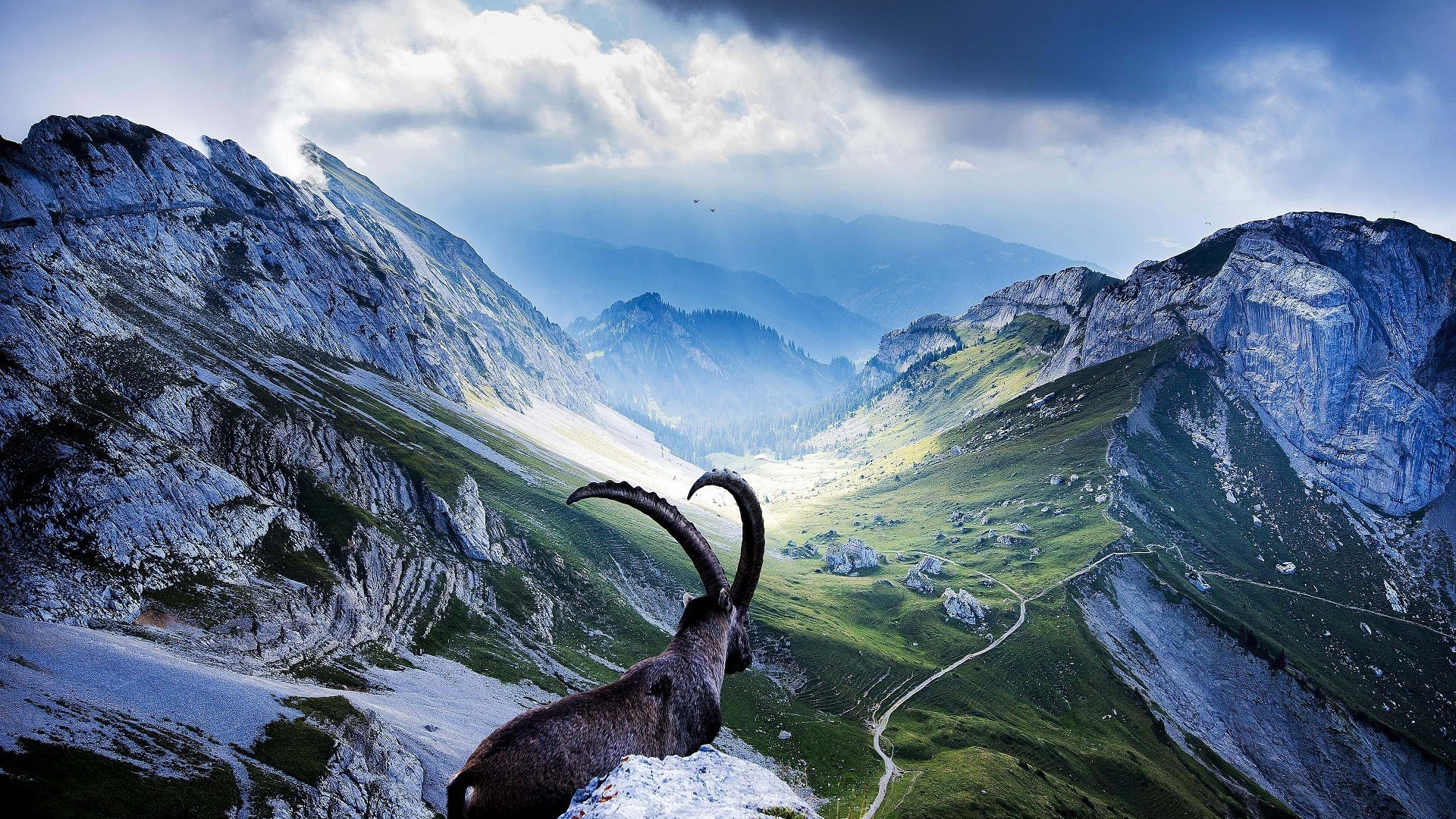 Ibex on a mountain ridge in Switzerland HD Wallpaper