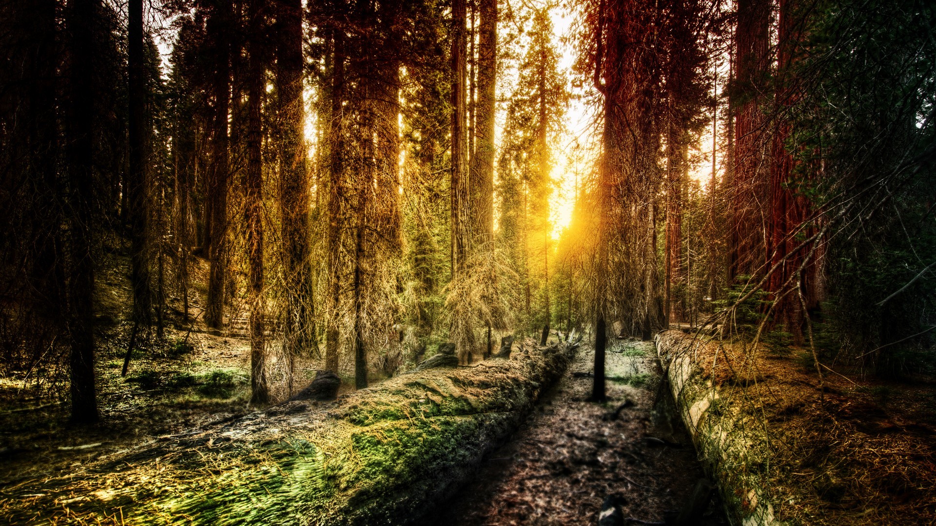 Forest with sunset filtering through trees HD Wallpaper