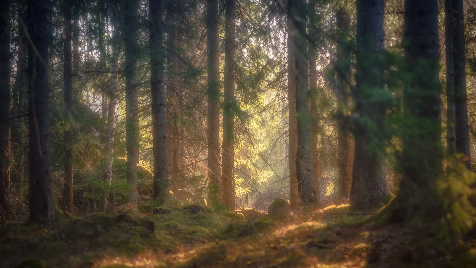 Sunlight filtering through a dense forest HD Wallpaper