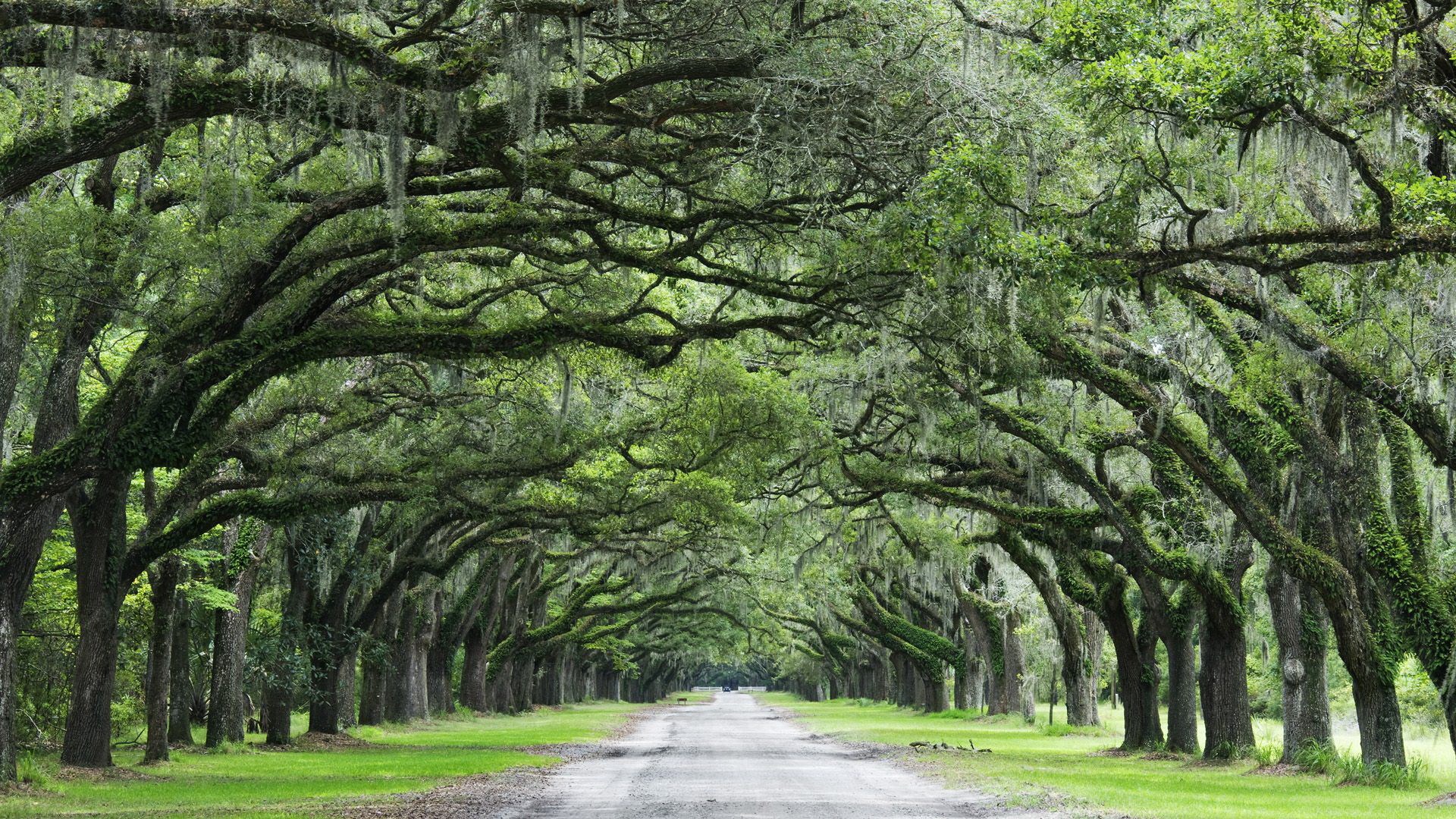 Avenue of Live Oaks draped with Spanish Moss HD Wallpaper