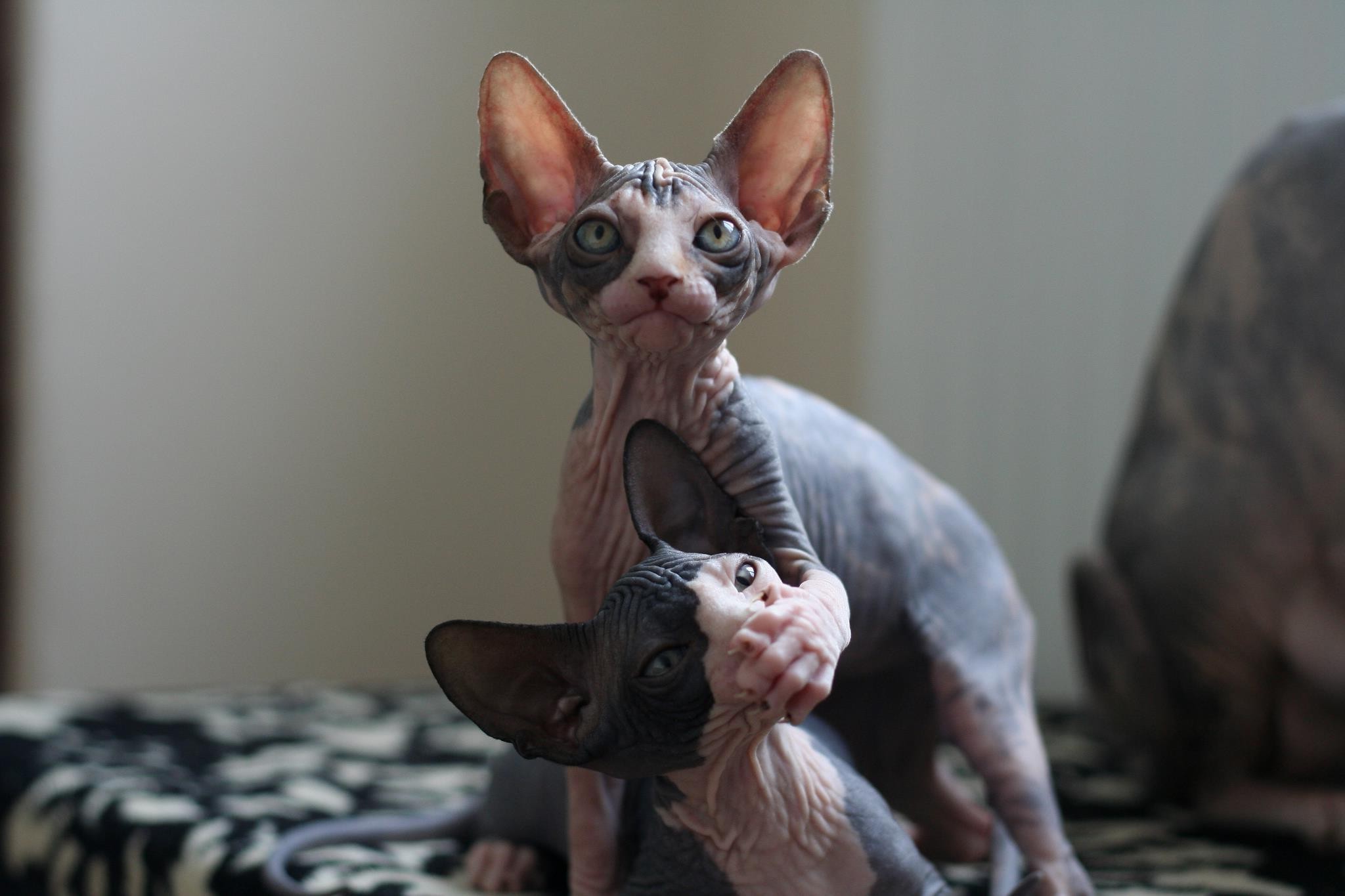 Two Sphynx cats interacting HD Wallpaper