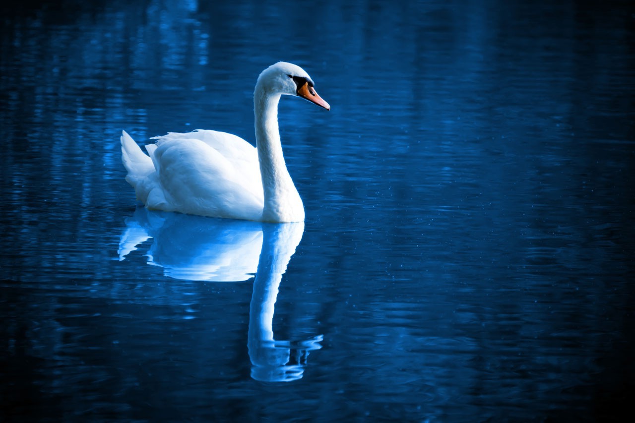 Elegant White Swan Gliding on Calm Blue Lake HD Wallpaper