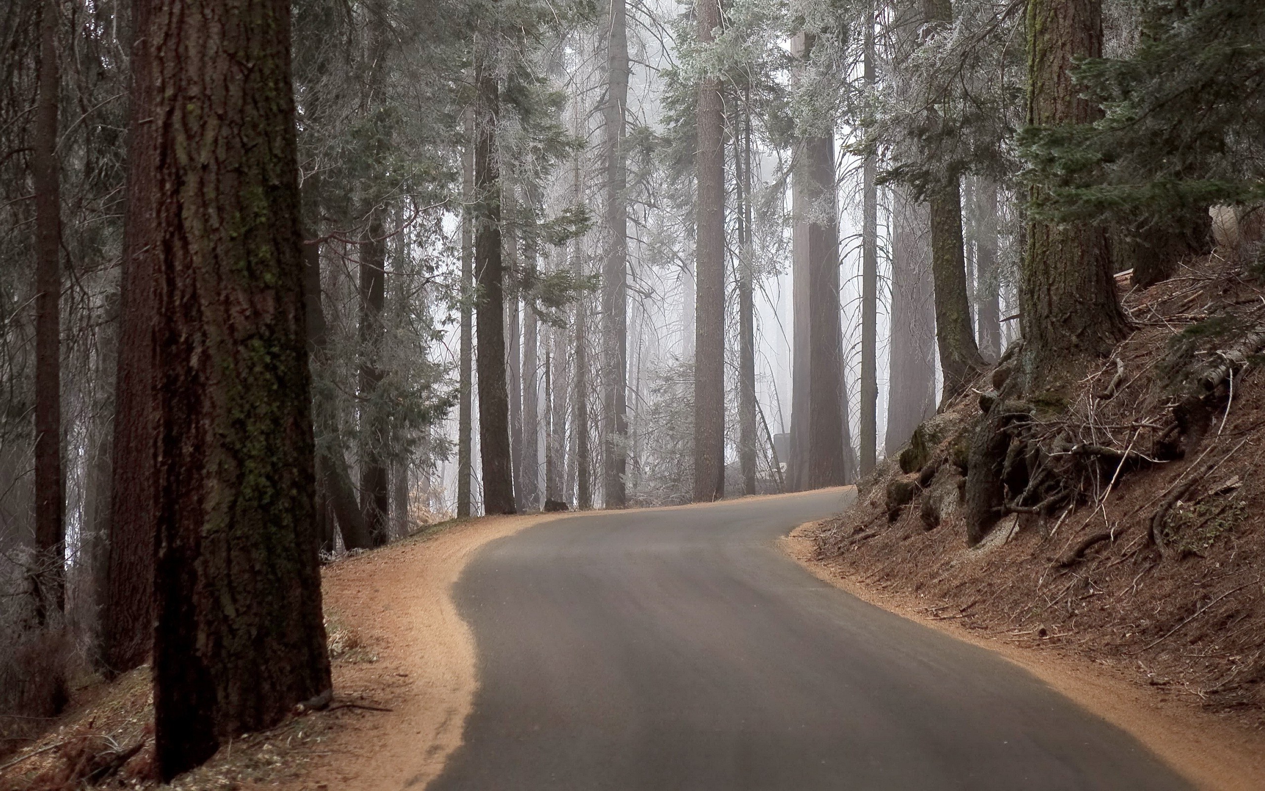 Winding road through a foggy redwood forest HD Wallpaper