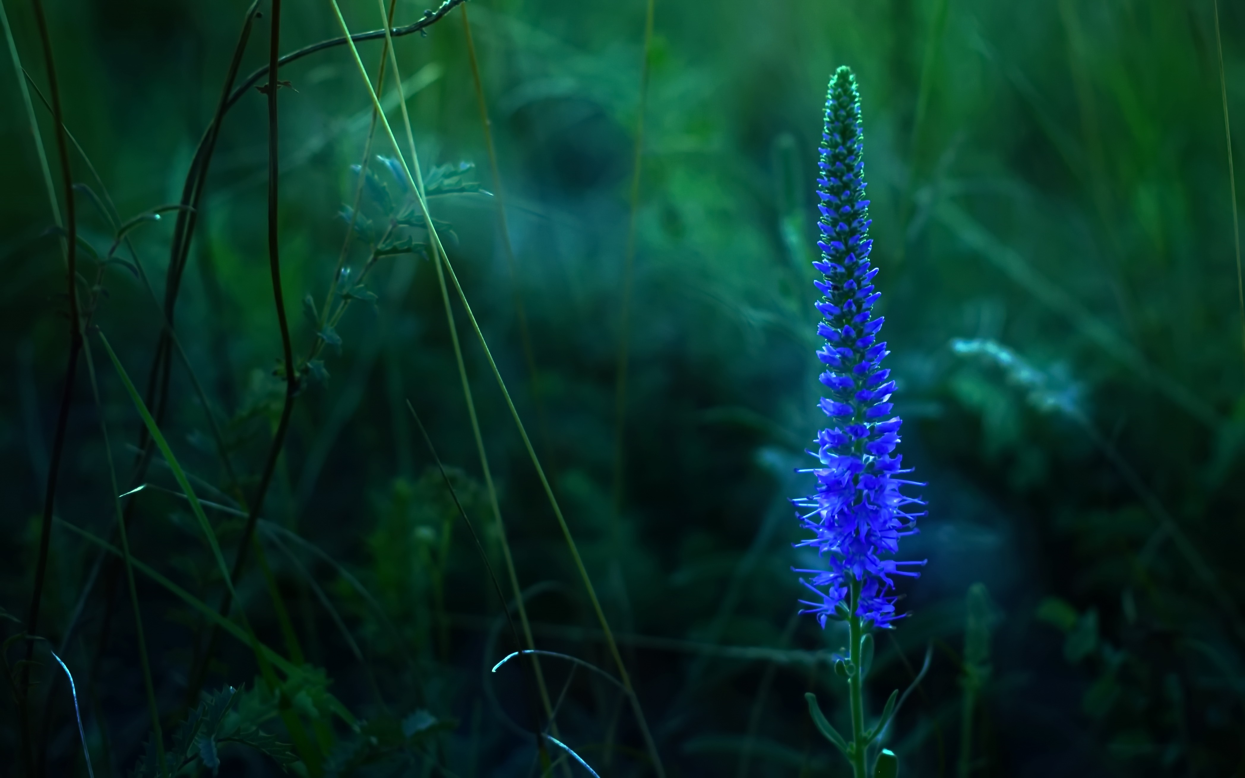 Blue flower in a dark green field HD Wallpaper