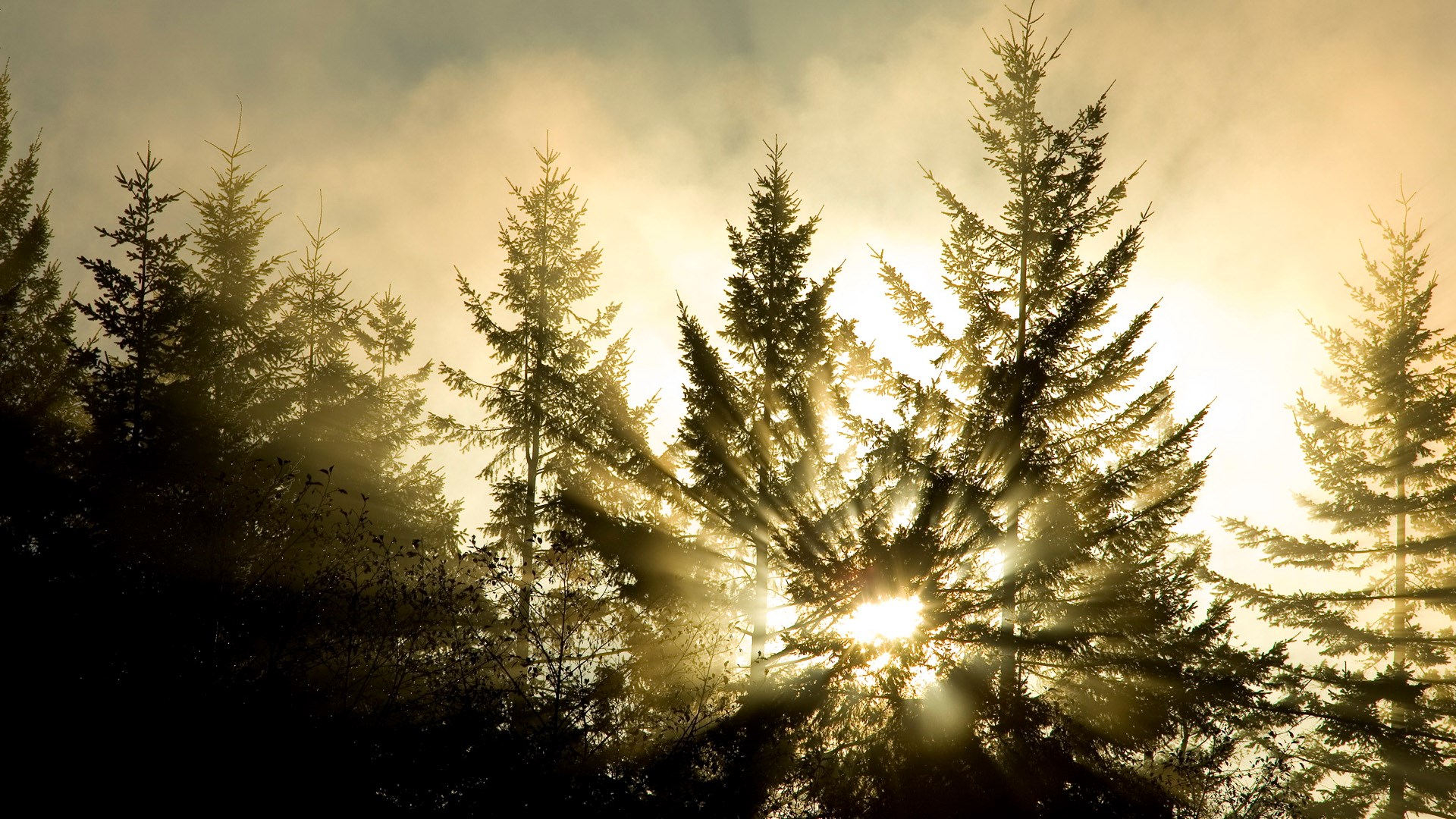 Sunbeams shining through pine trees in a forest HD Wallpaper