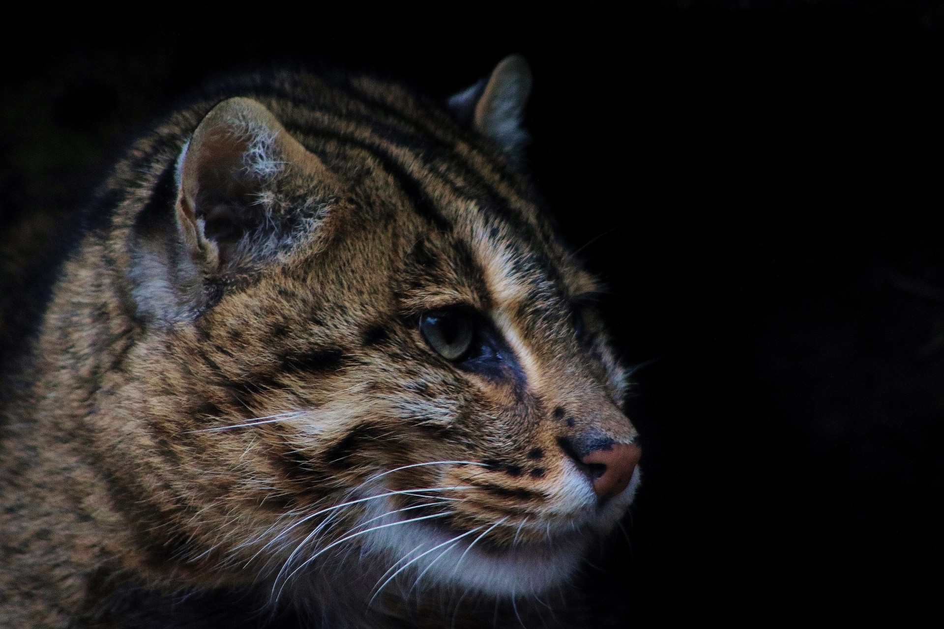 Close-up of a fishing cat's face HD Wallpaper